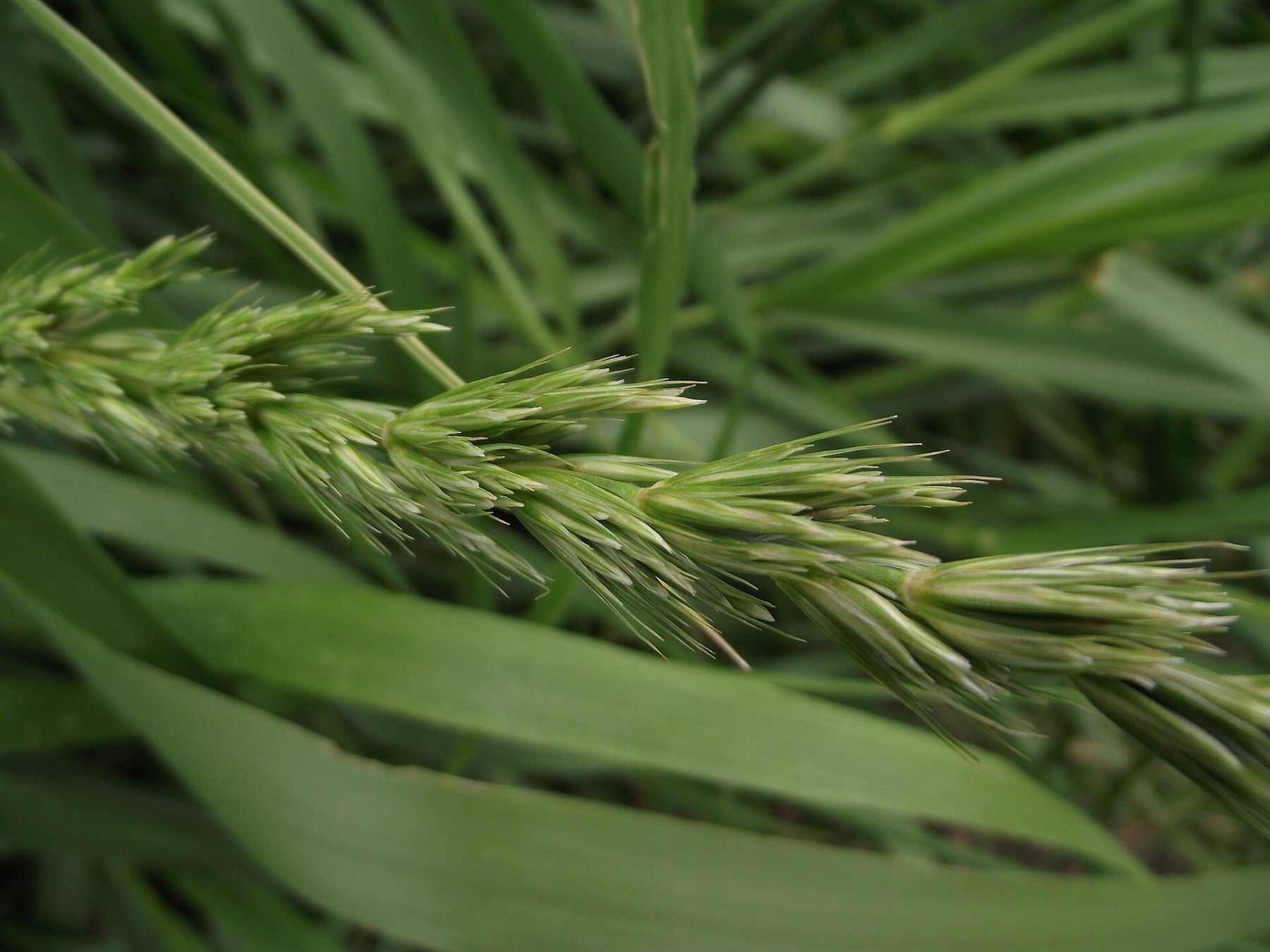 Giant Wild Rye — photo 5