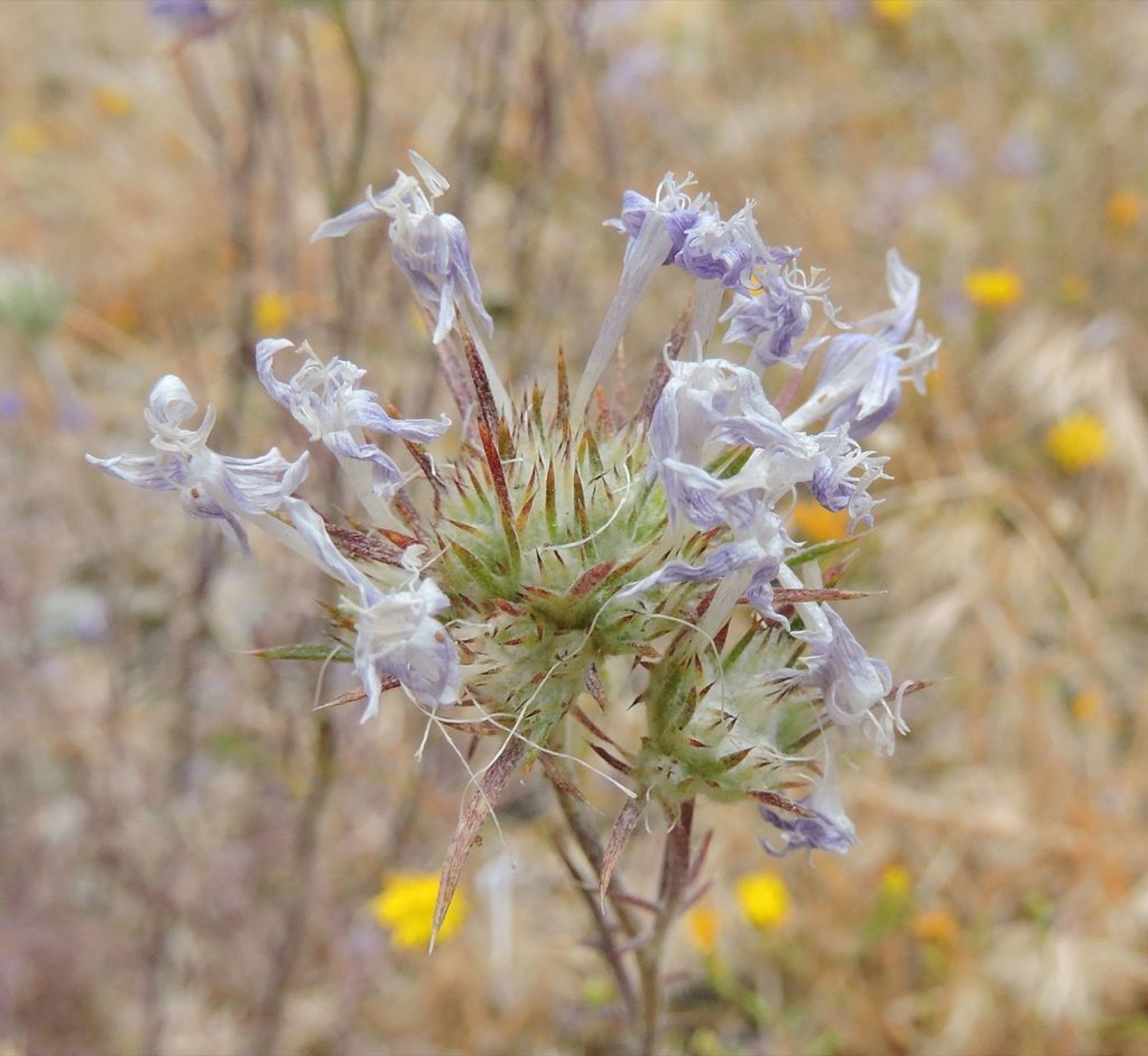 Giant Woollystar — photo 7