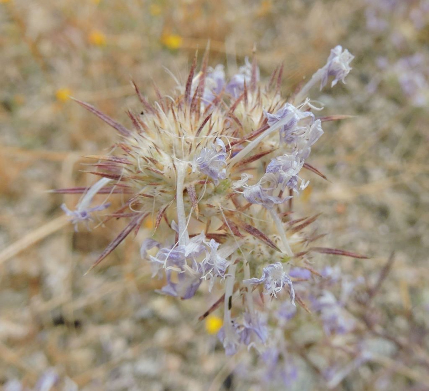 Giant Woollystar — photo 8