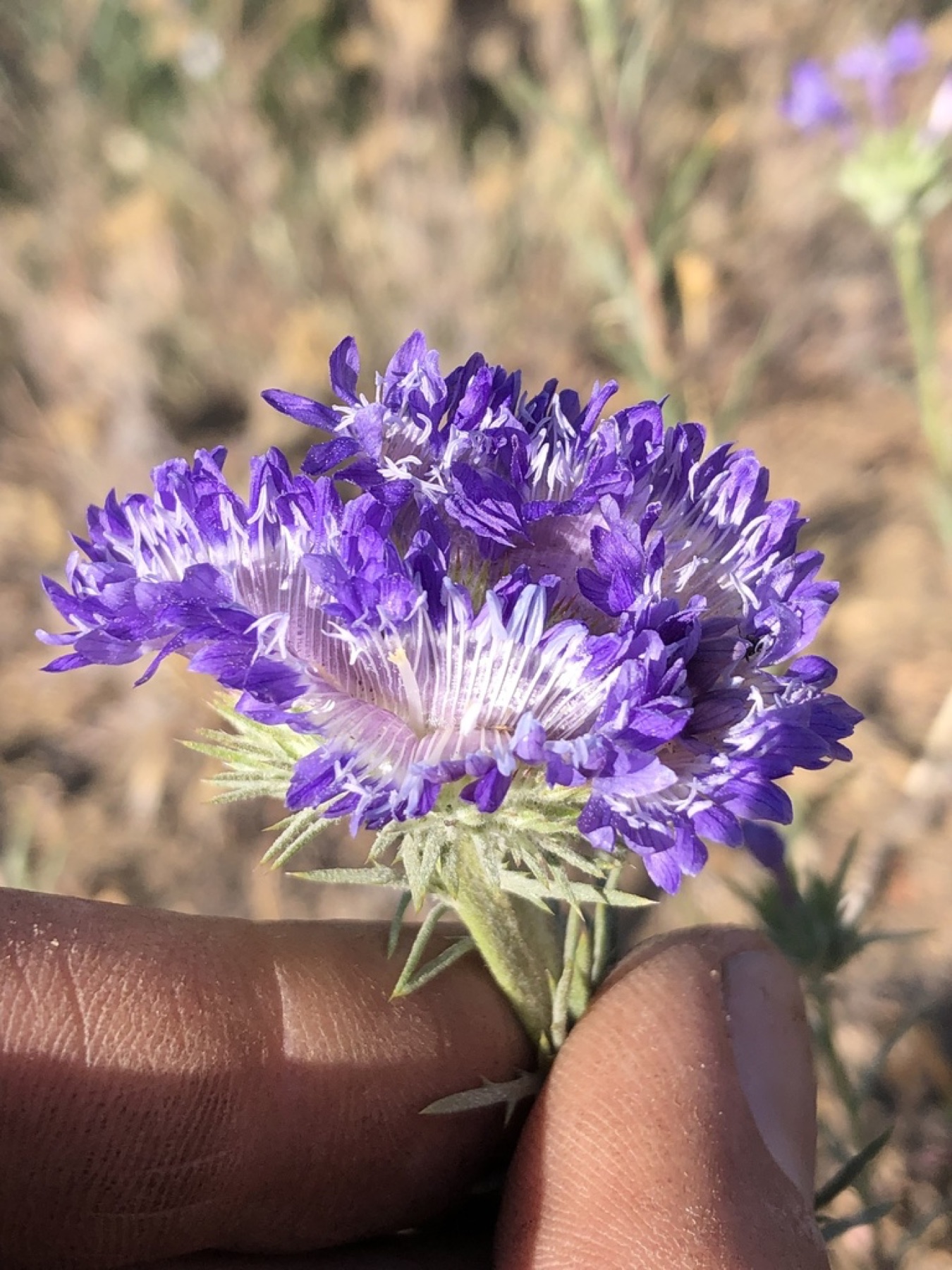 Giant Woollystar — photo 9