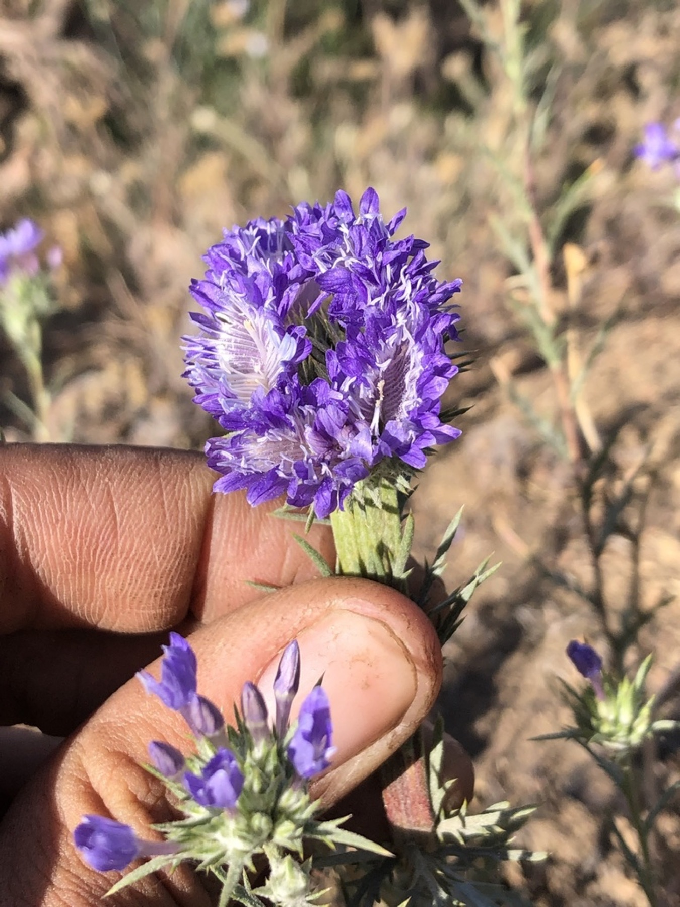 Giant Woollystar — photo 10