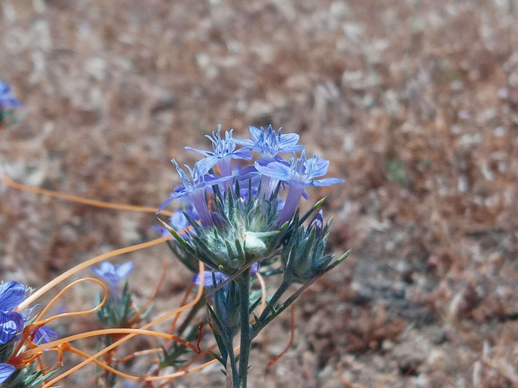 Giant Woollystar — photo 12