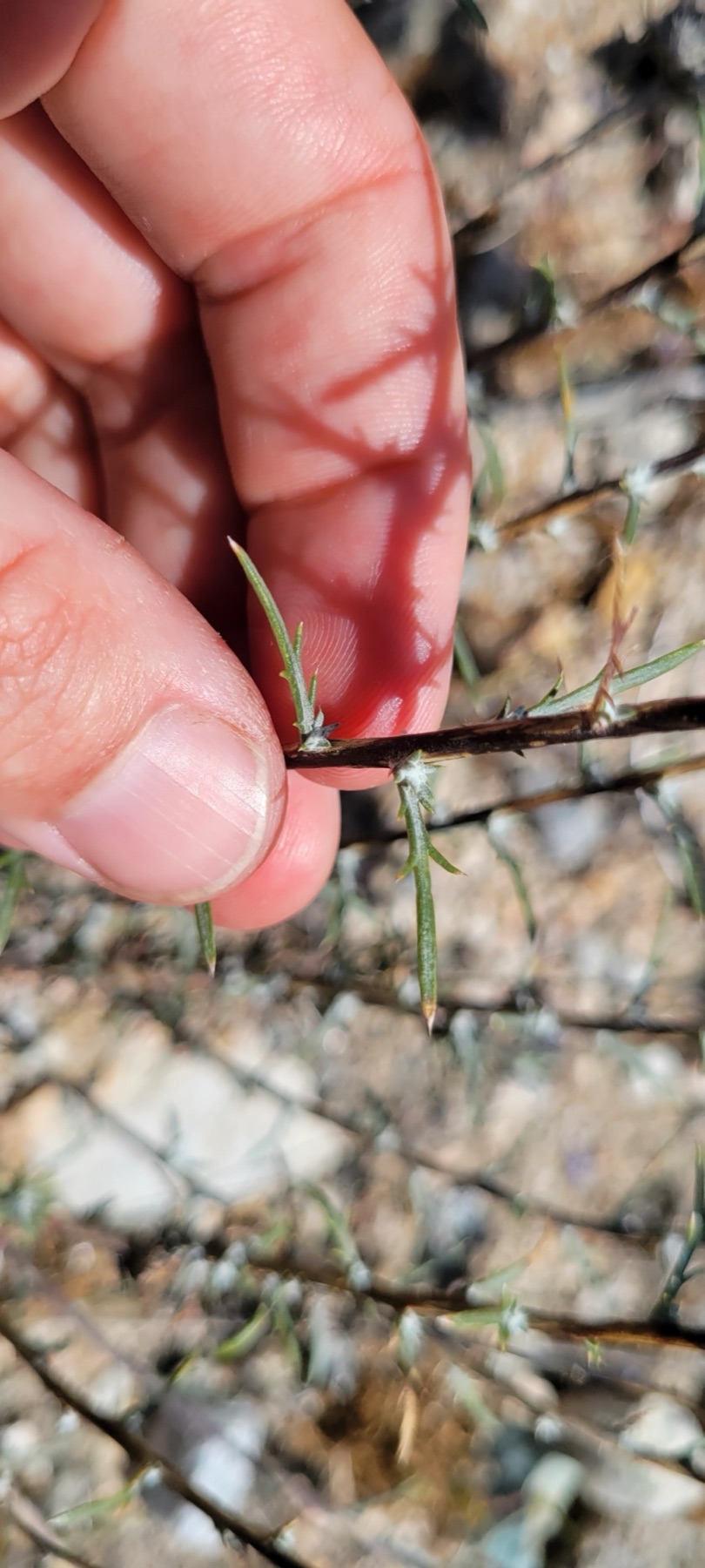 Giant Woollystar — photo 13