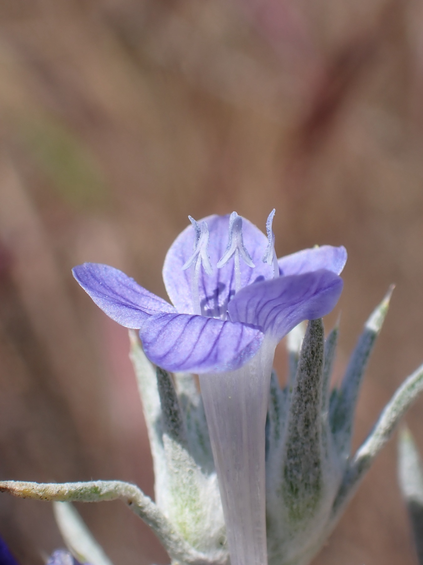 Giant Woollystar — photo 15