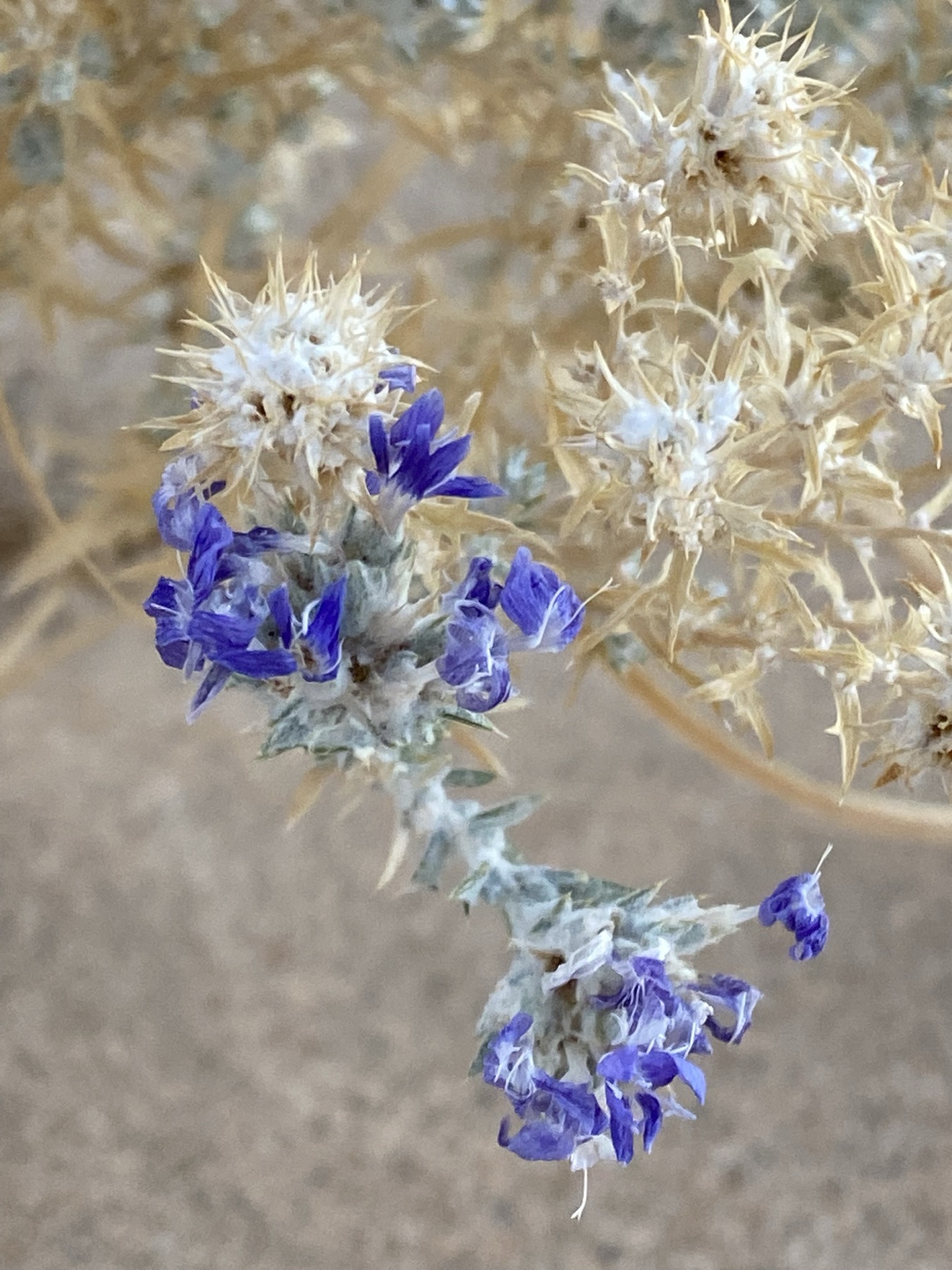 Giant Woollystar — photo 16
