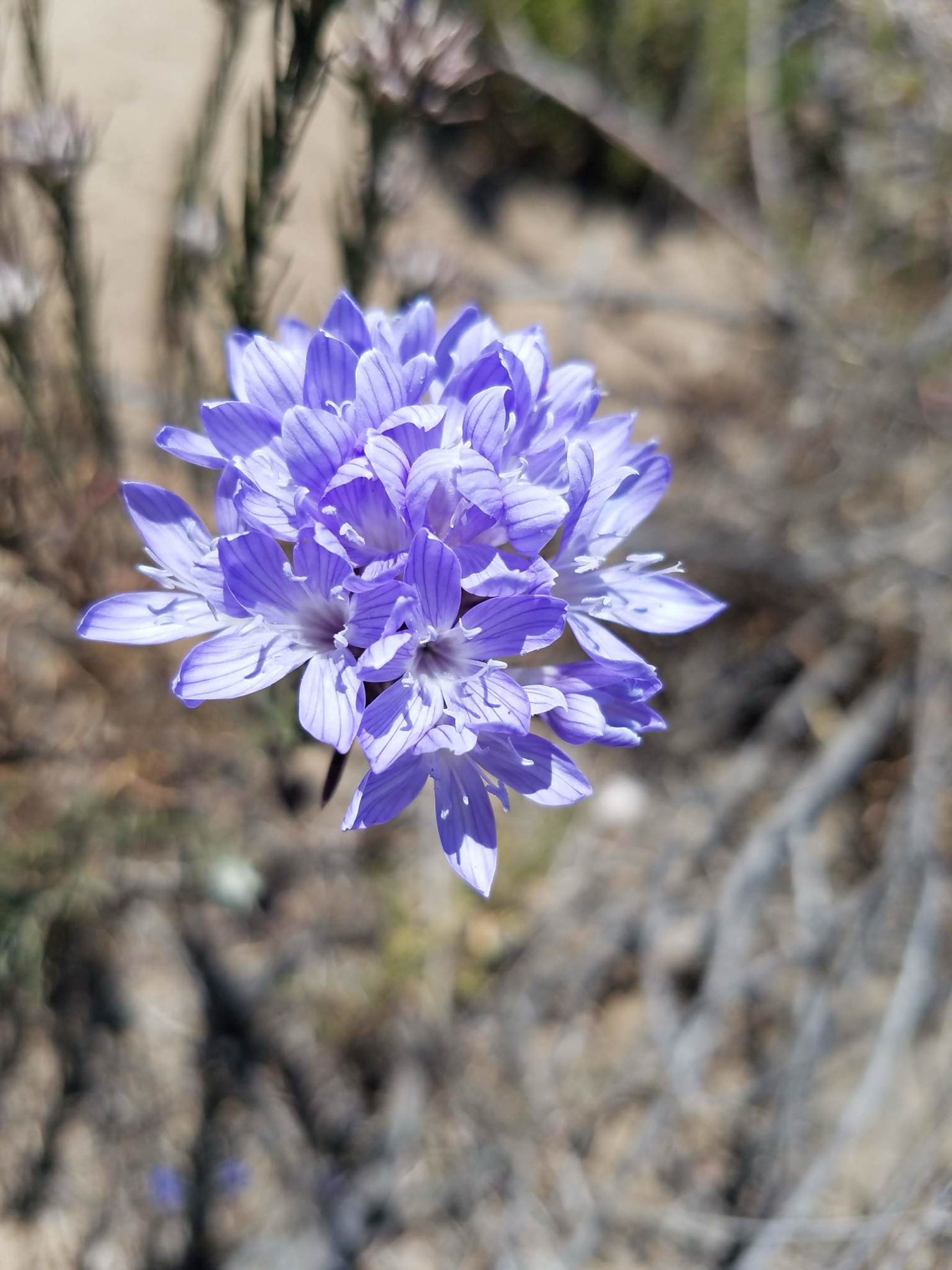 Giant Woollystar — photo 17