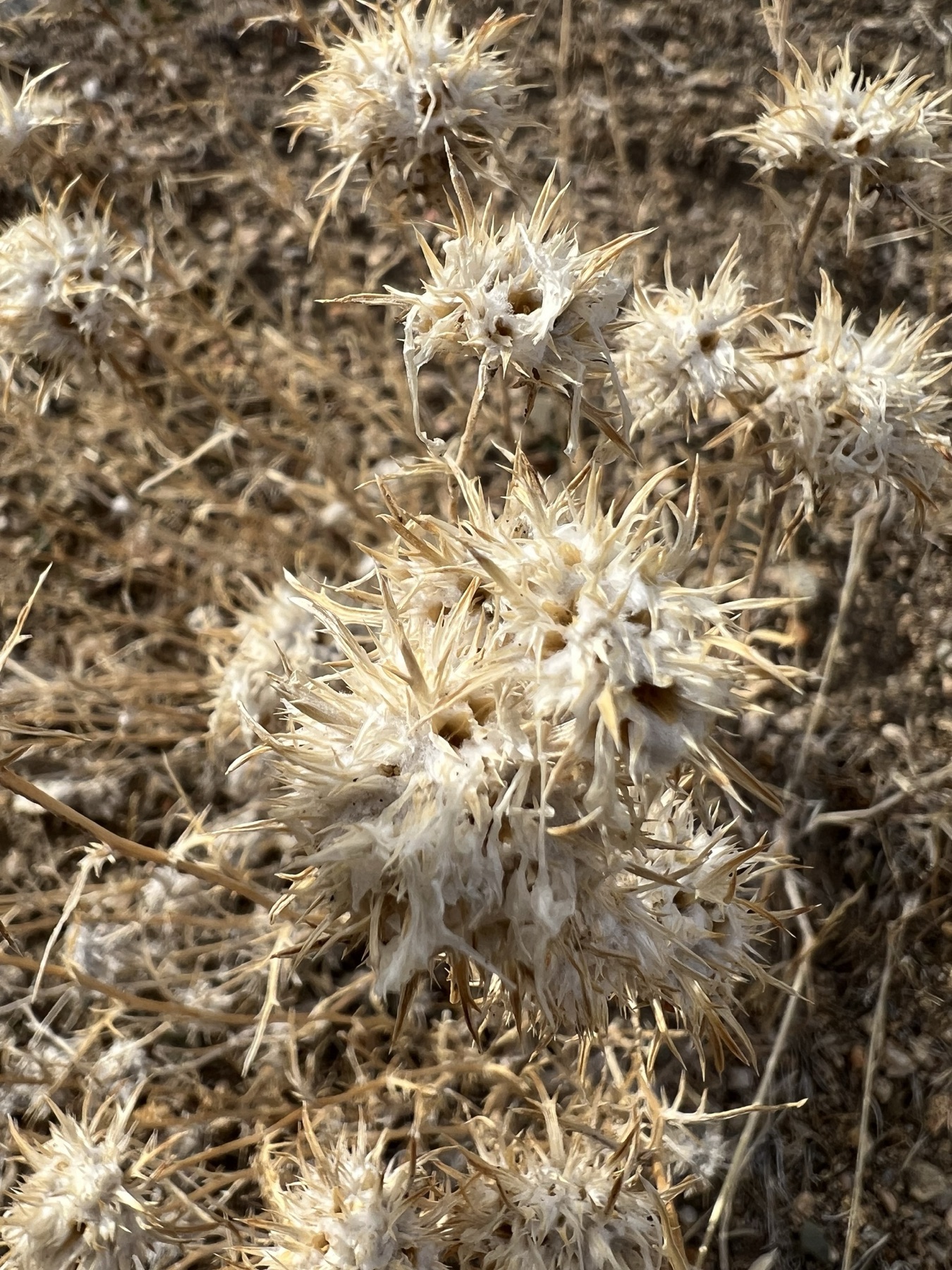 Giant Woollystar — photo 18
