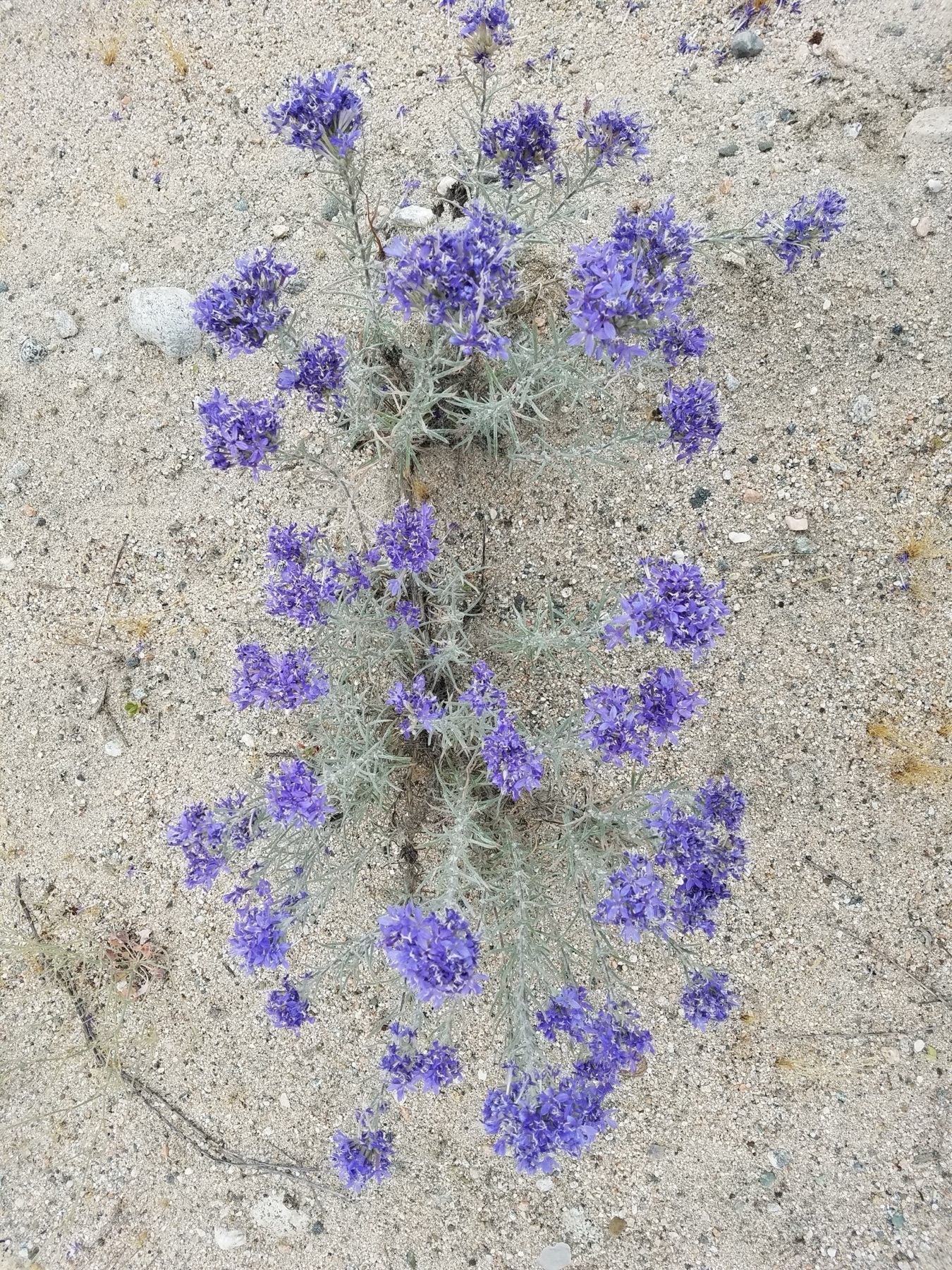 Giant Woollystar — photo 19