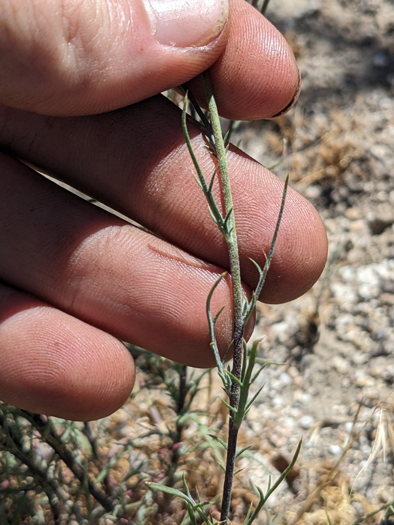 Giant Woollystar — photo 20