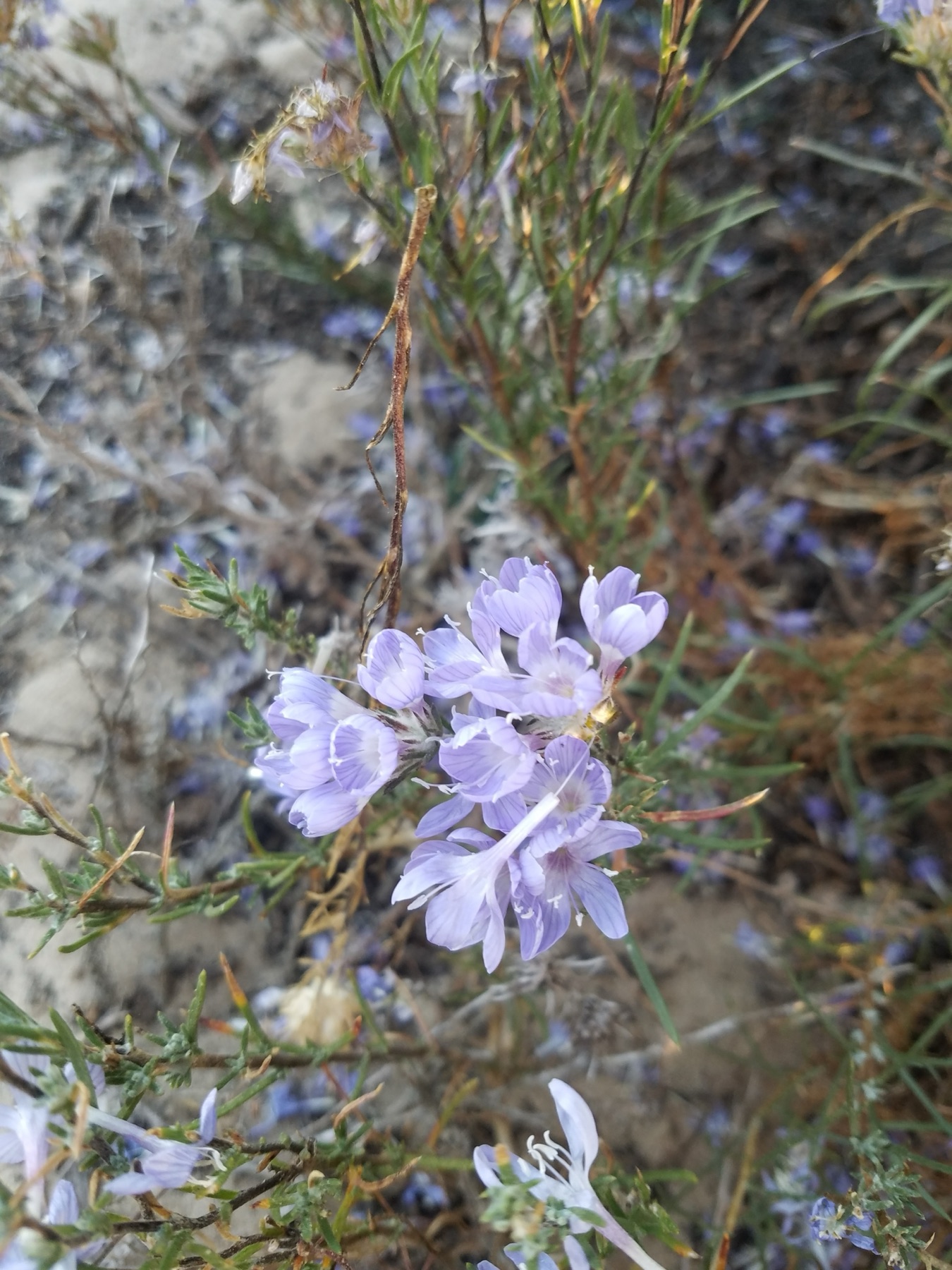Giant Woollystar — photo 21