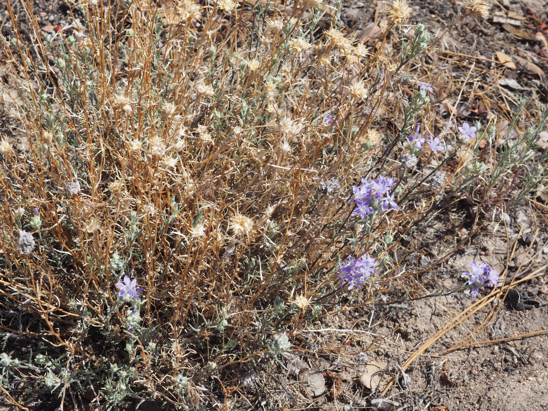 Giant Woollystar — photo 22