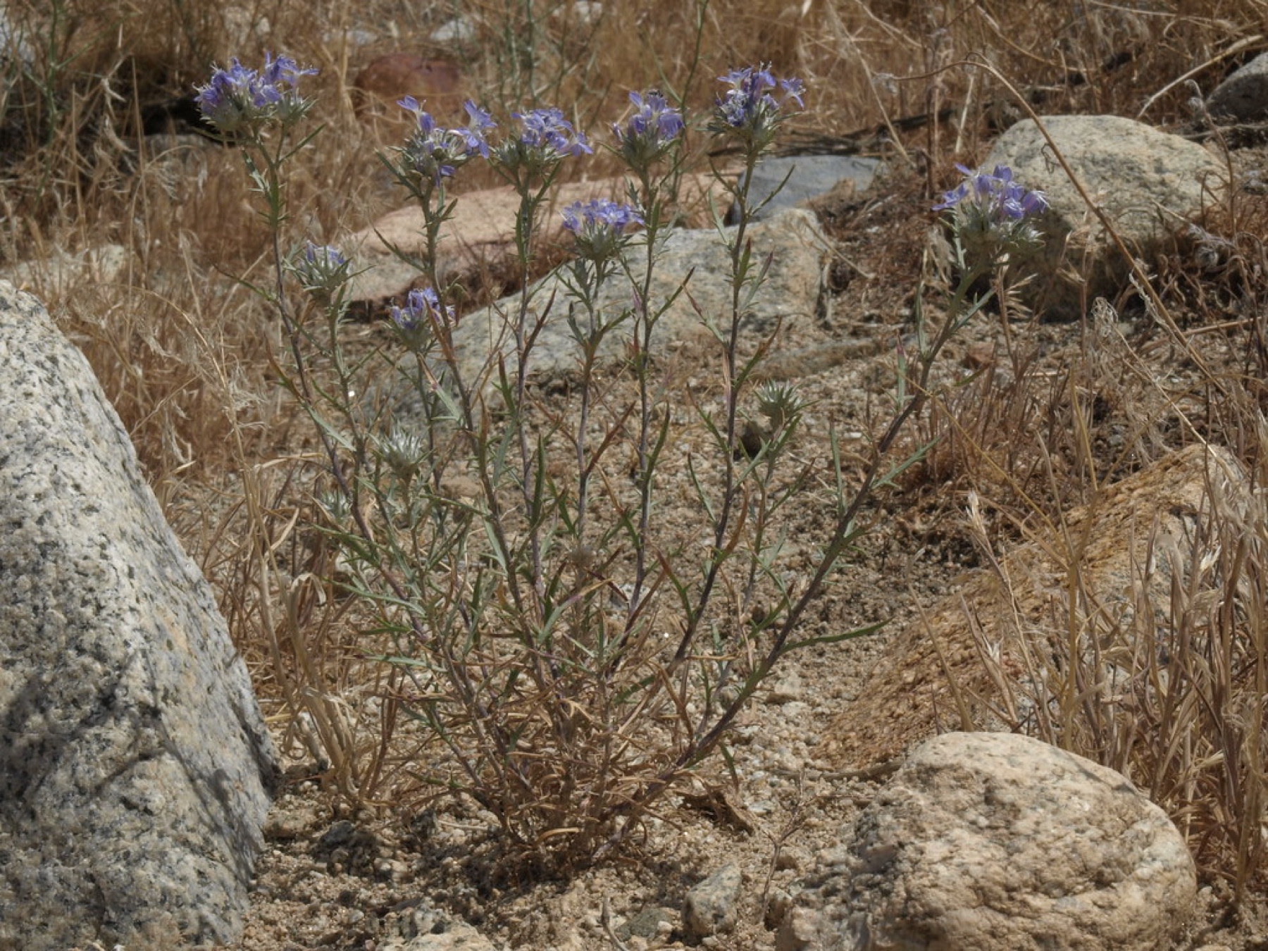 Giant Woollystar — photo 24