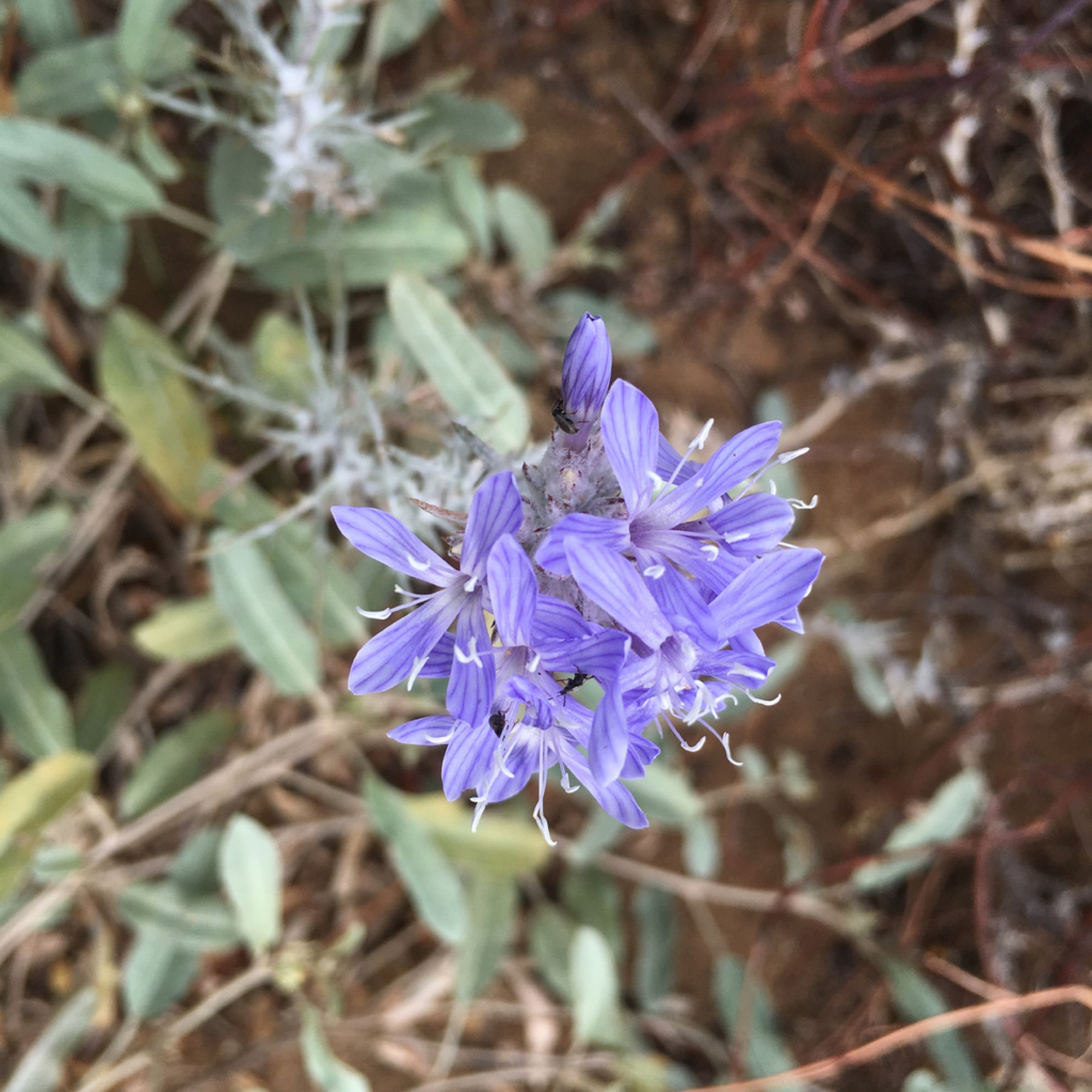 Giant Woollystar — photo 2