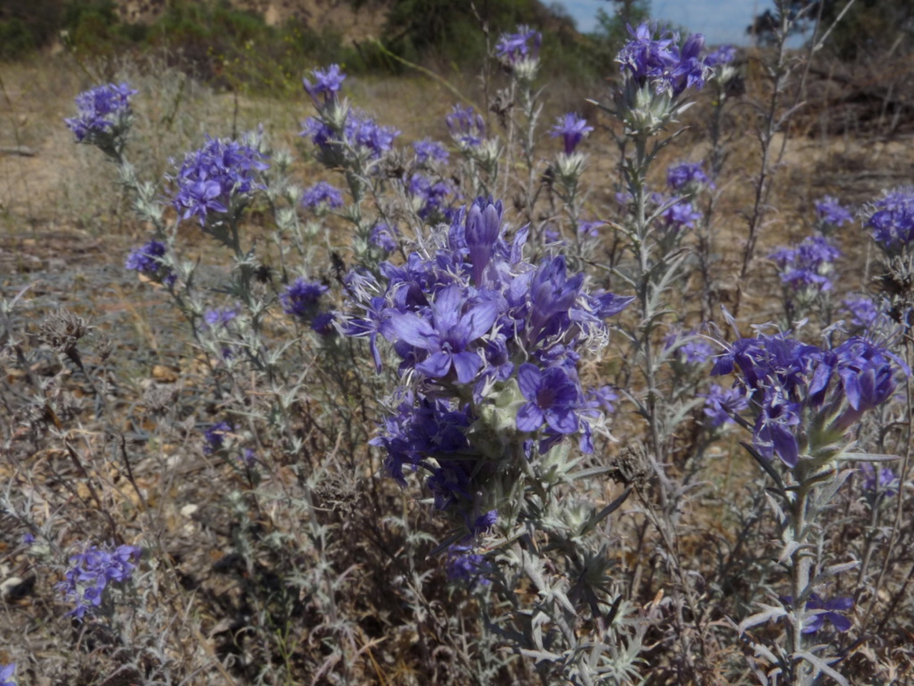Giant Woollystar — photo 3