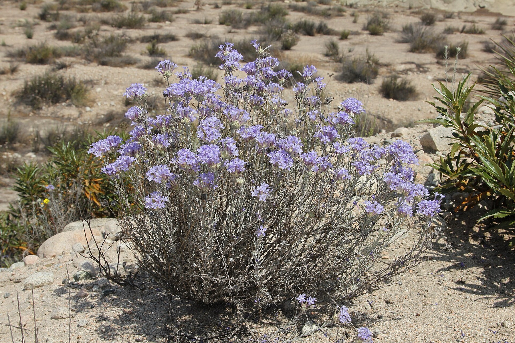 Giant Woollystar — photo 4
