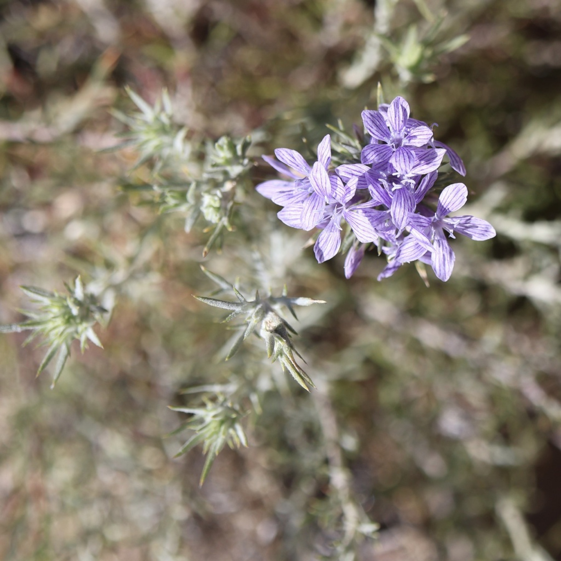 Giant Woollystar — photo 5