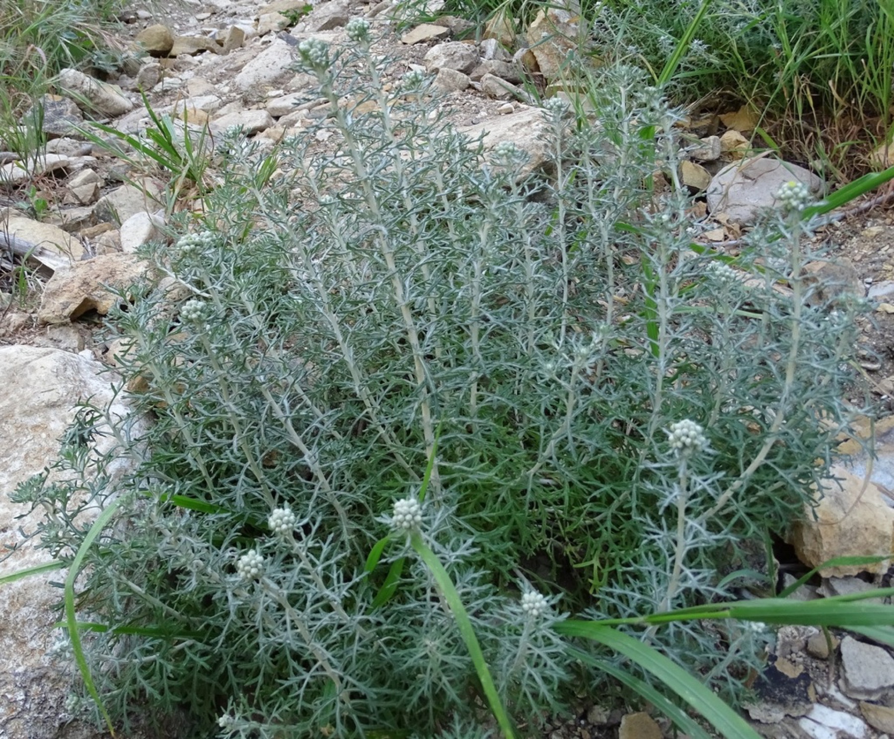 Golden Yarrow — photo 6