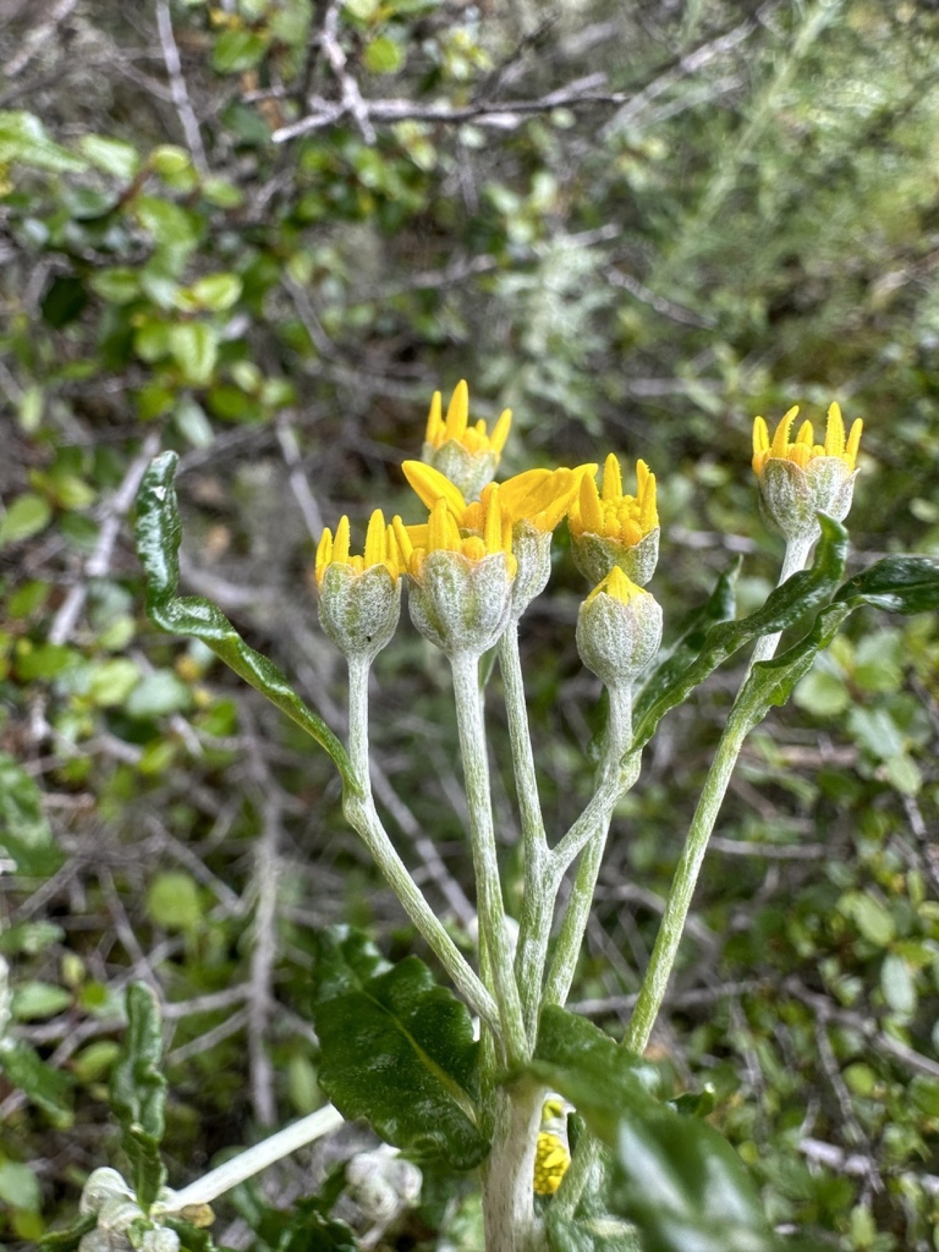 Golden Yarrow — photo 7