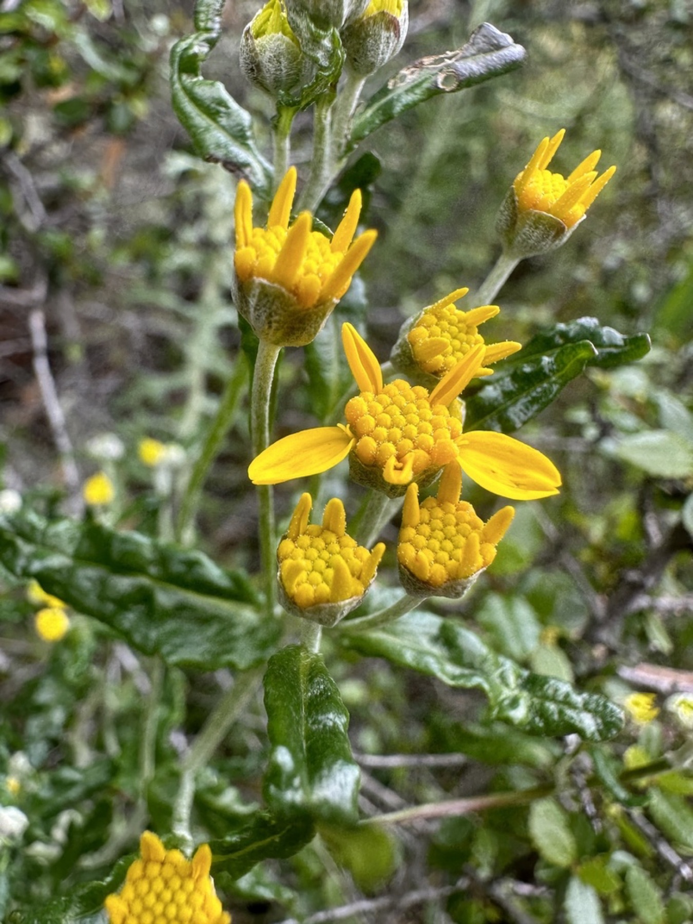 Golden Yarrow — photo 8