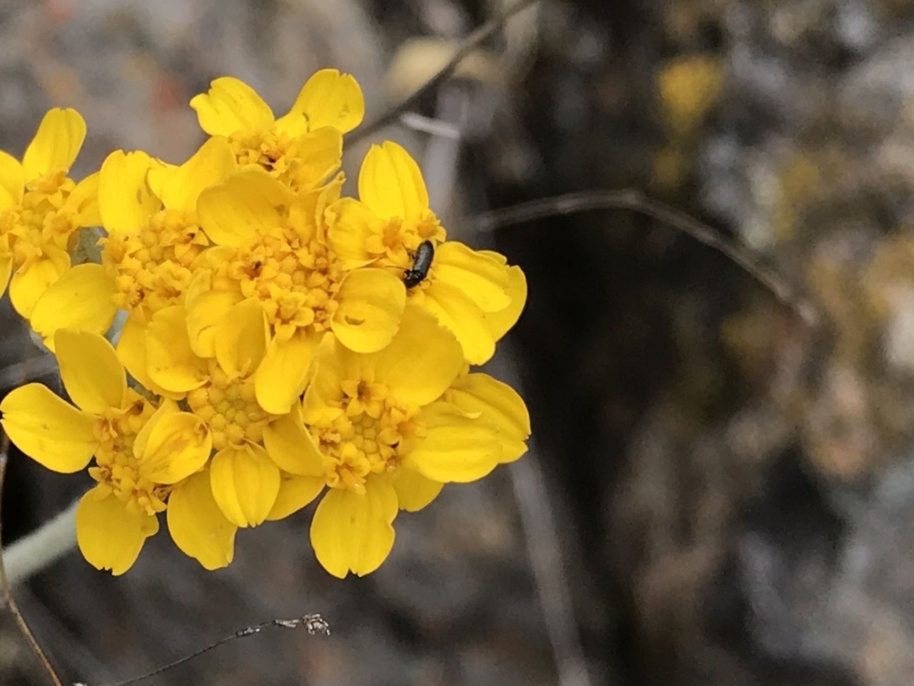 Golden Yarrow — photo 9