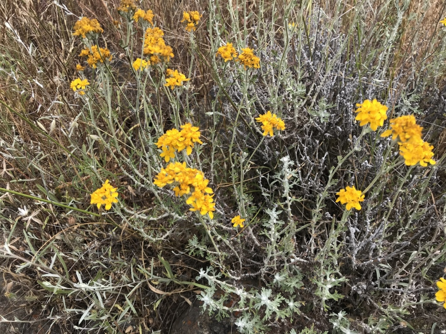 Golden Yarrow — photo 10