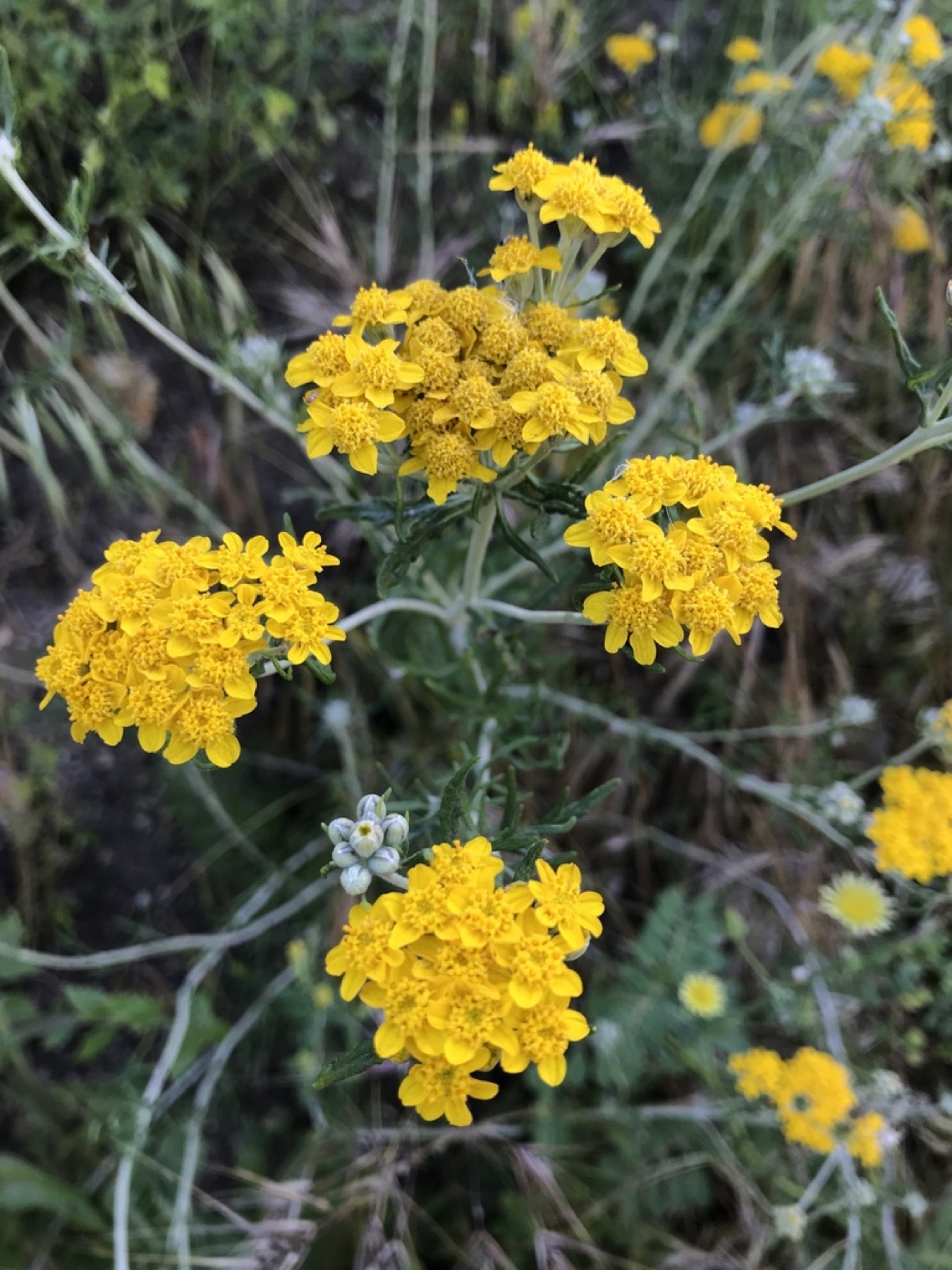 Golden Yarrow — photo 11