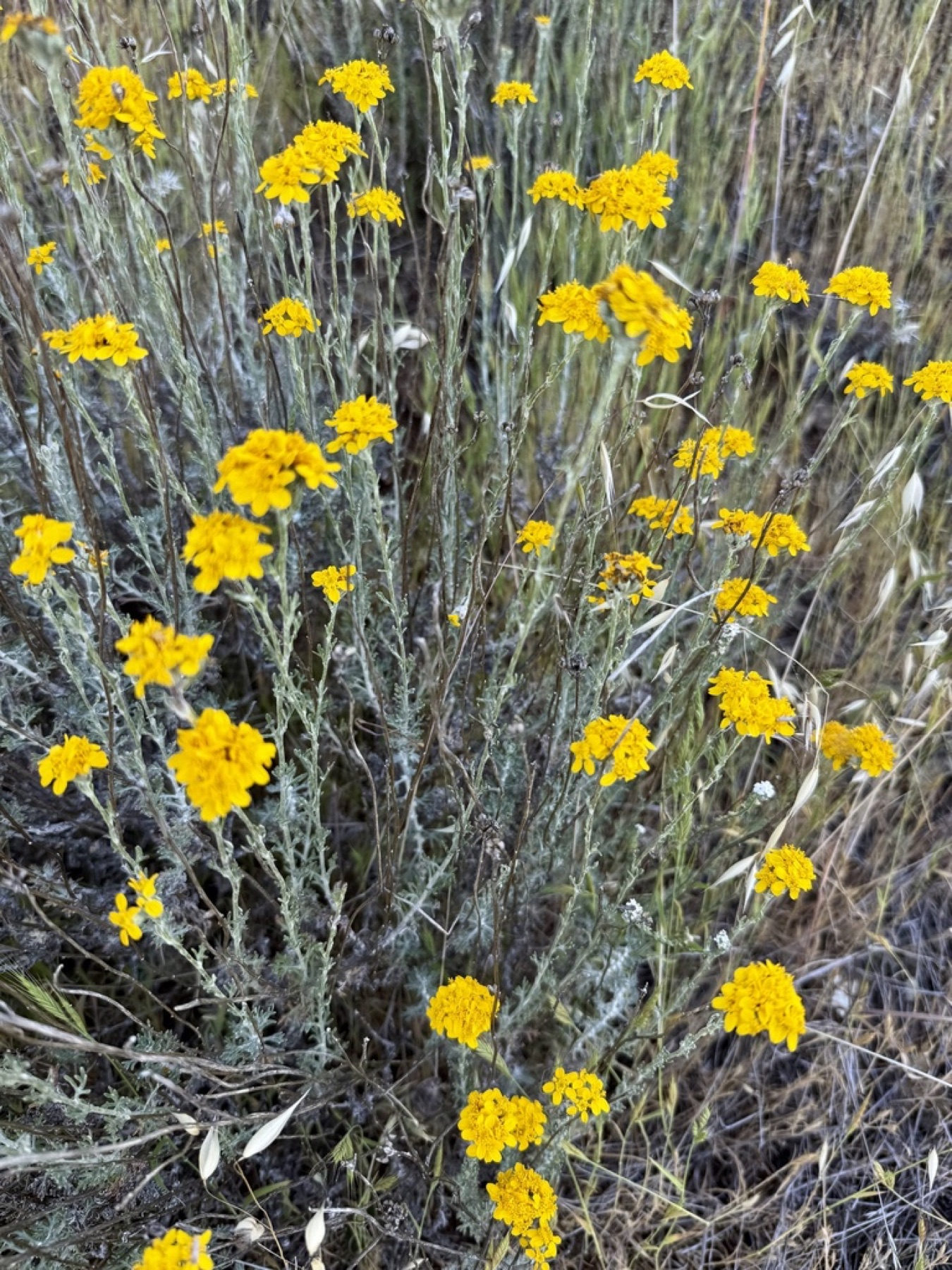 Golden Yarrow — photo 12