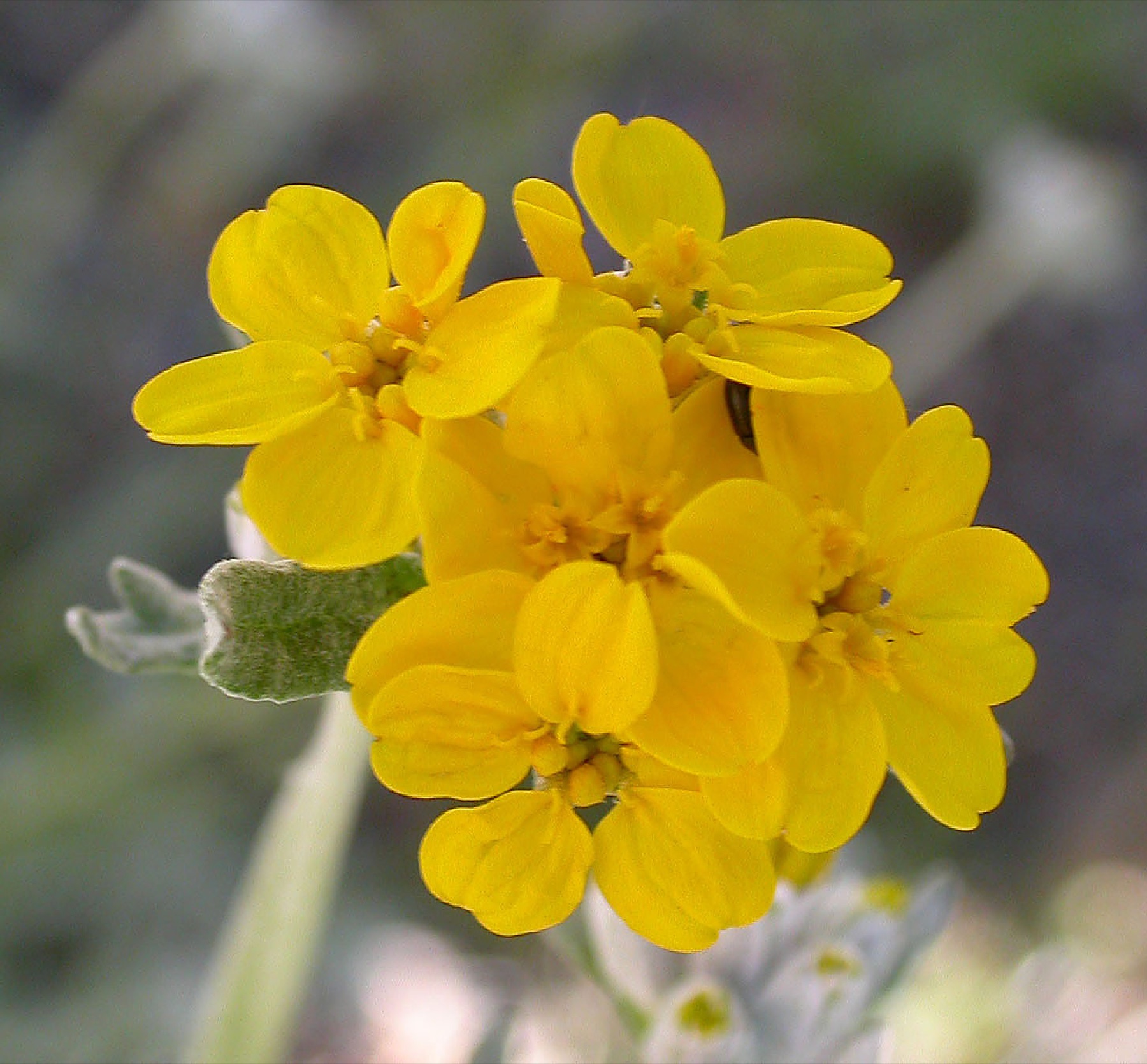 Golden Yarrow — photo 14