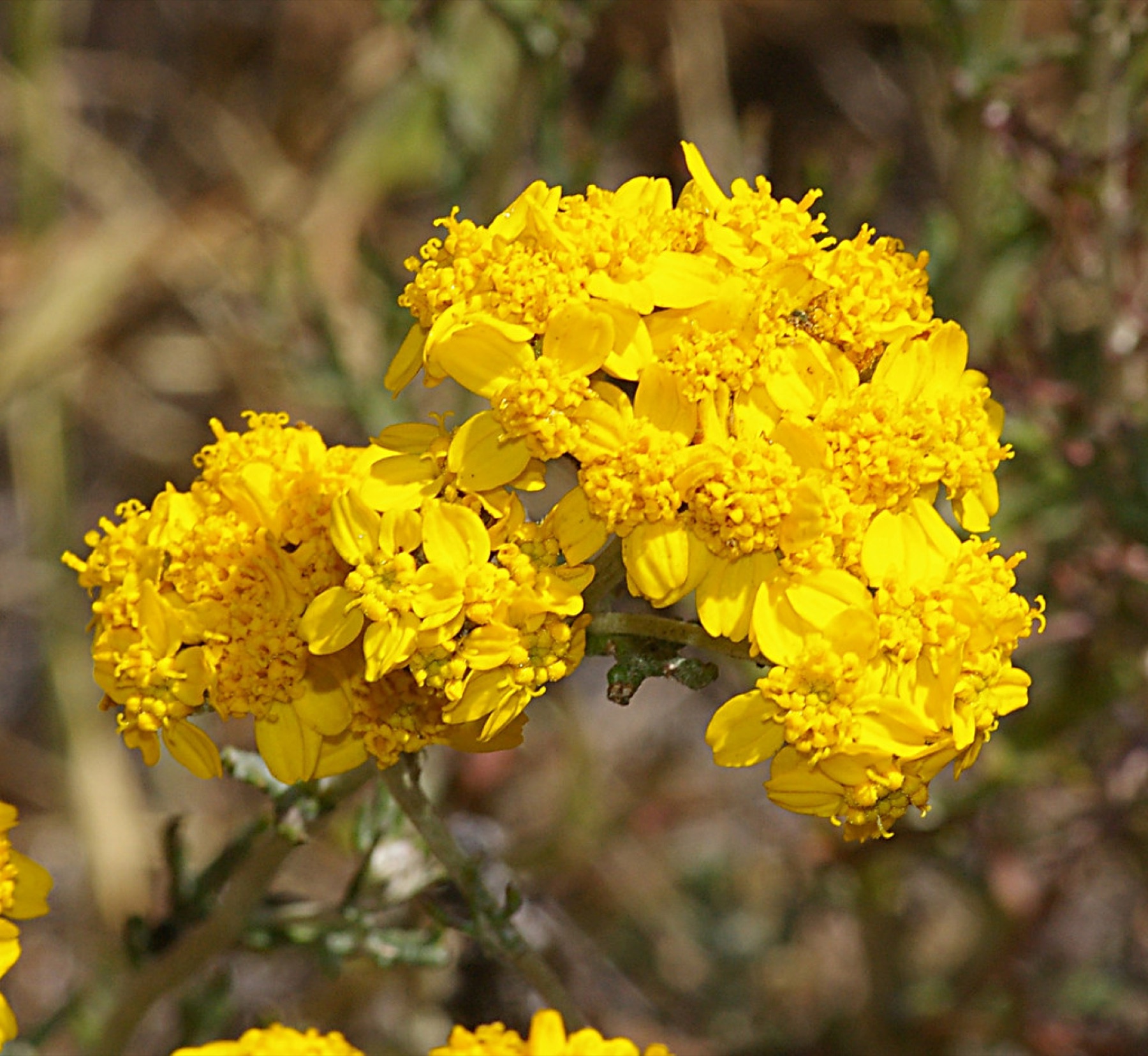 Golden Yarrow — photo 15