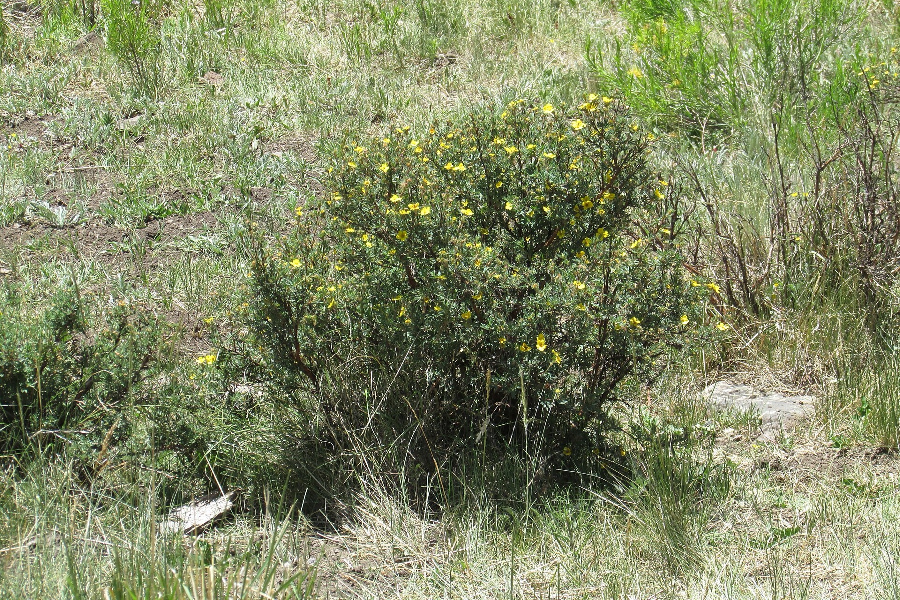 Golden Yarrow — photo 16