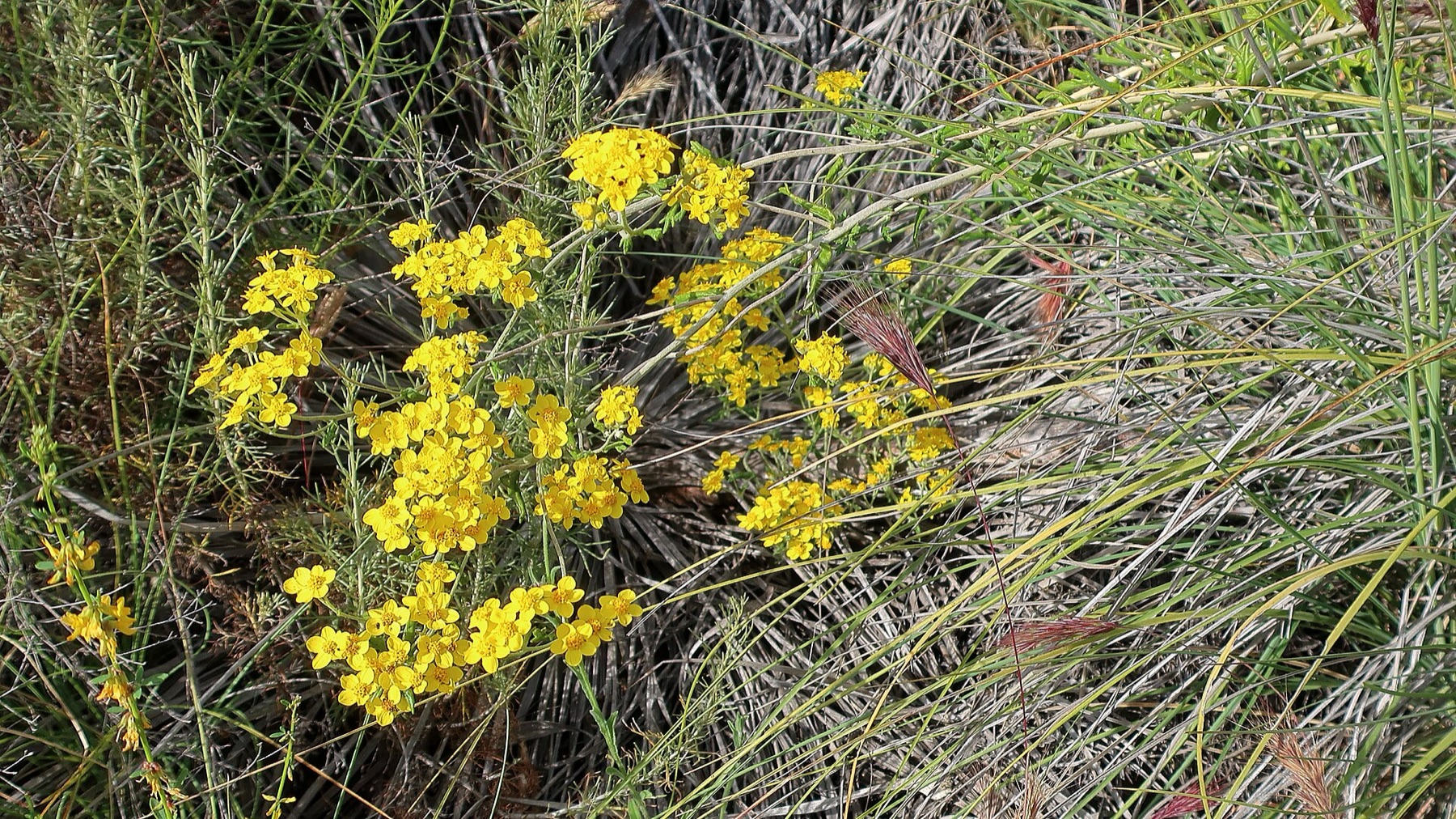 Golden Yarrow — photo 18