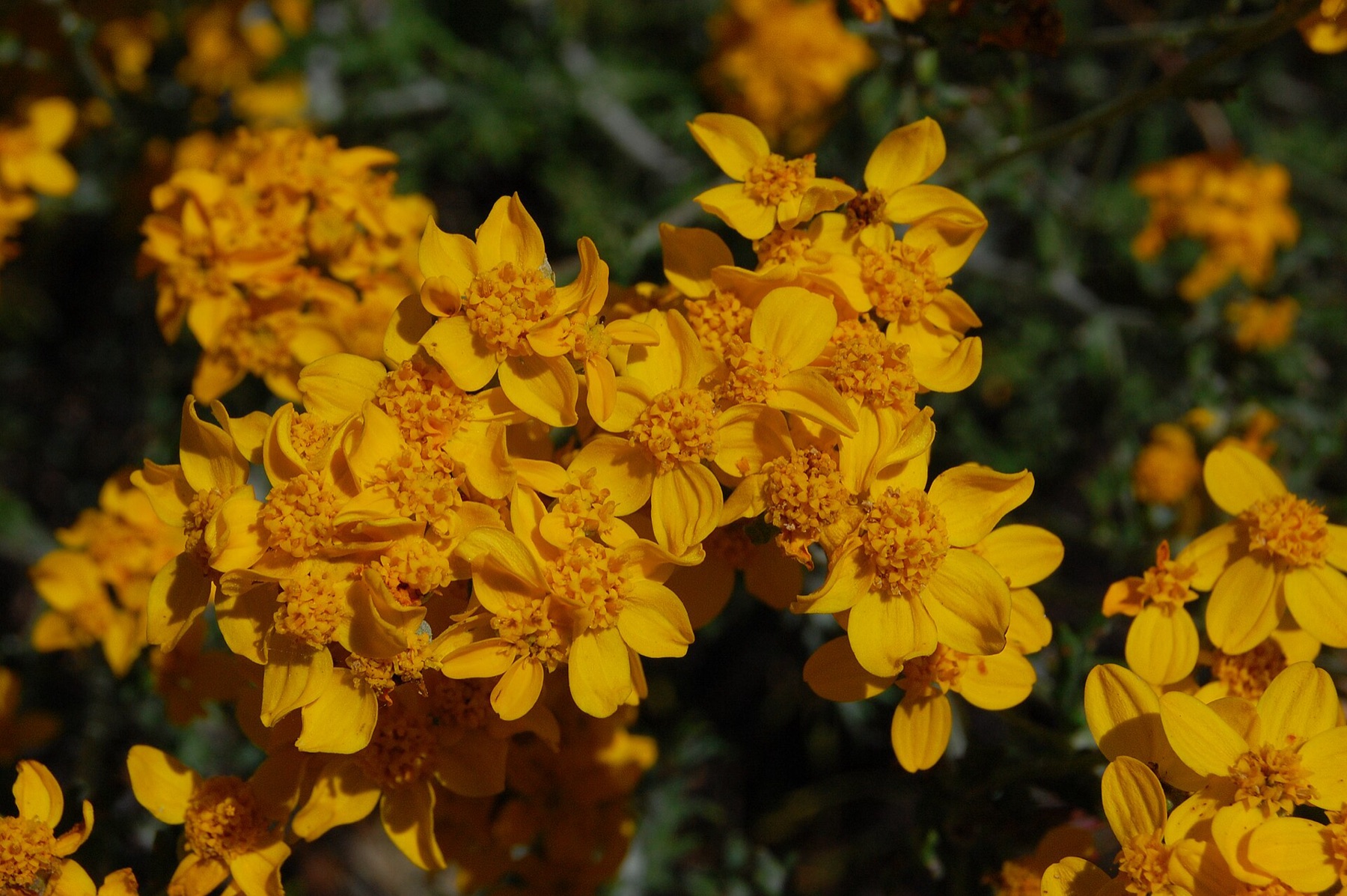 Golden Yarrow — photo 19