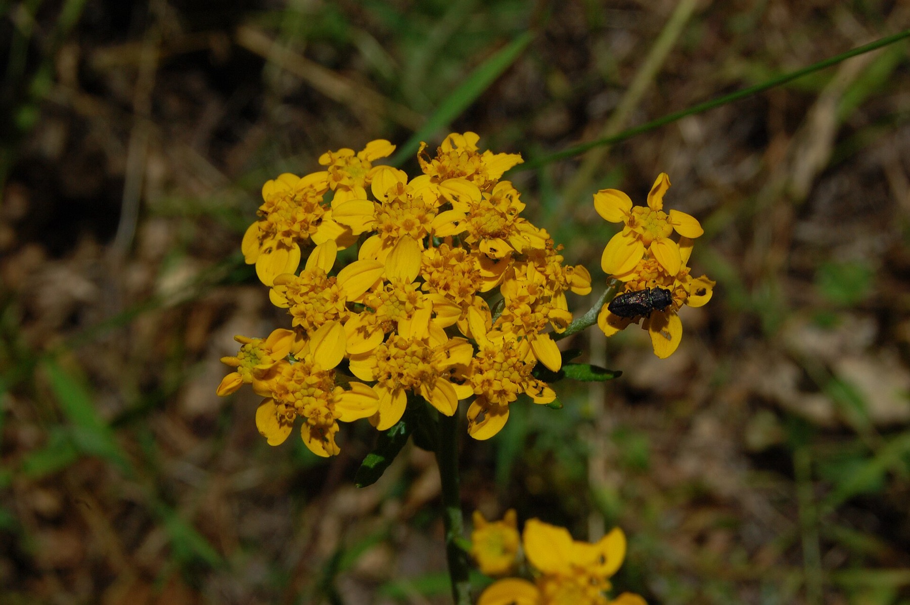 Golden Yarrow — photo 20