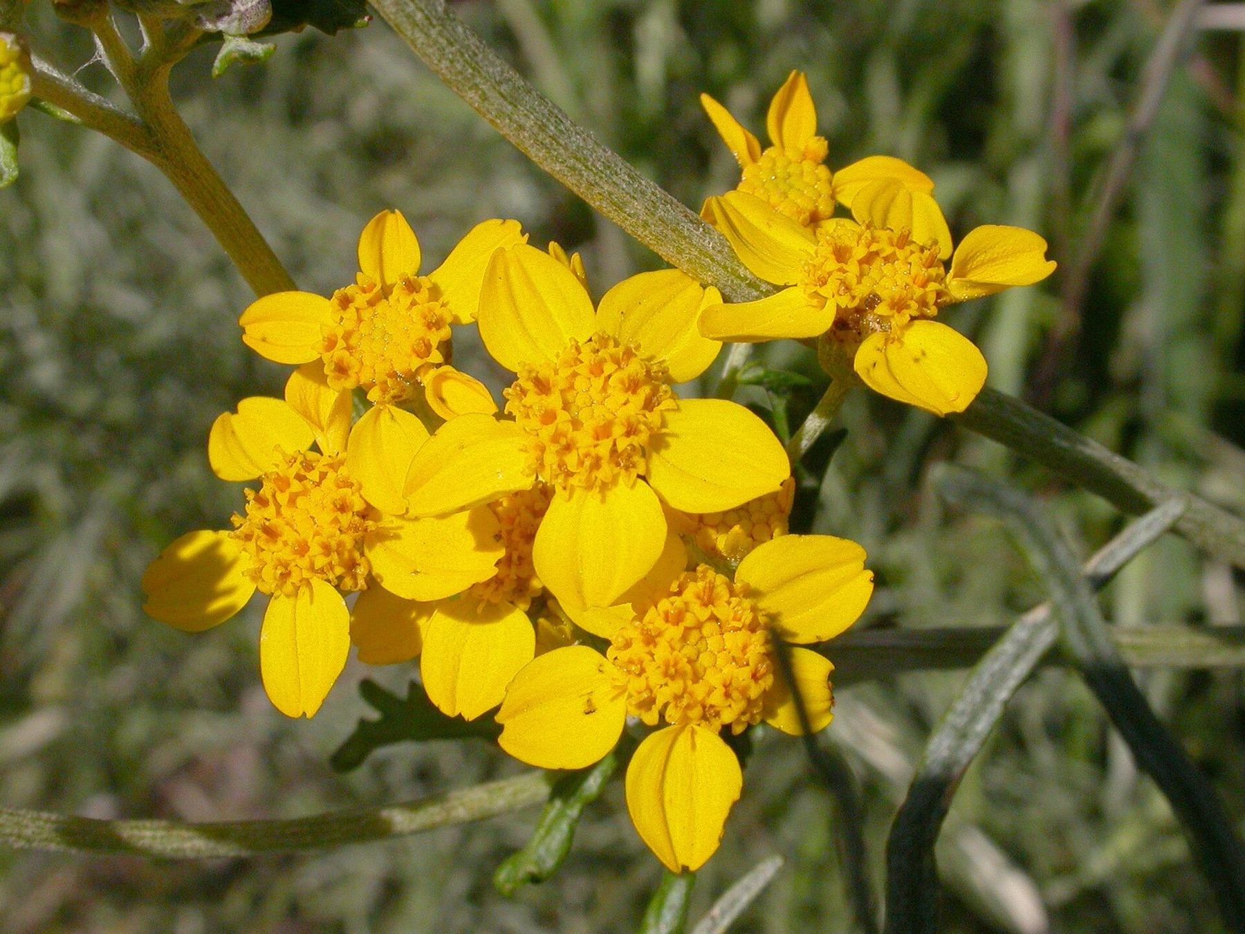 Golden Yarrow — photo 21