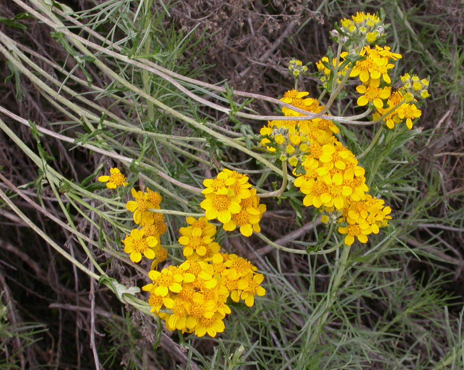 Golden Yarrow — photo 23