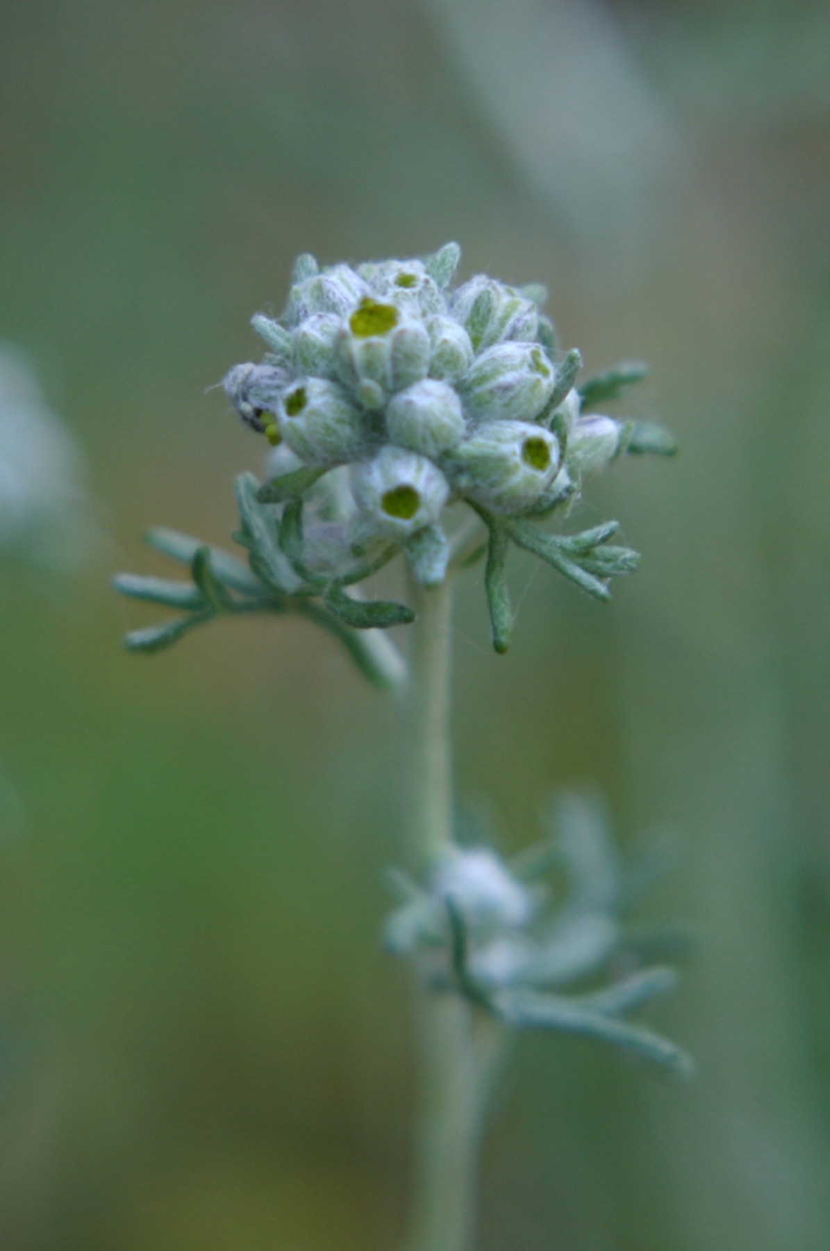 Golden Yarrow — photo 24