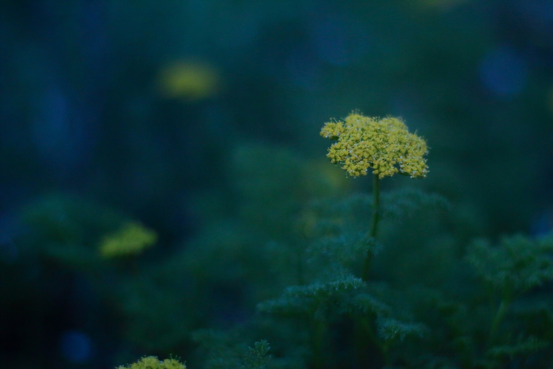 Golden Yarrow