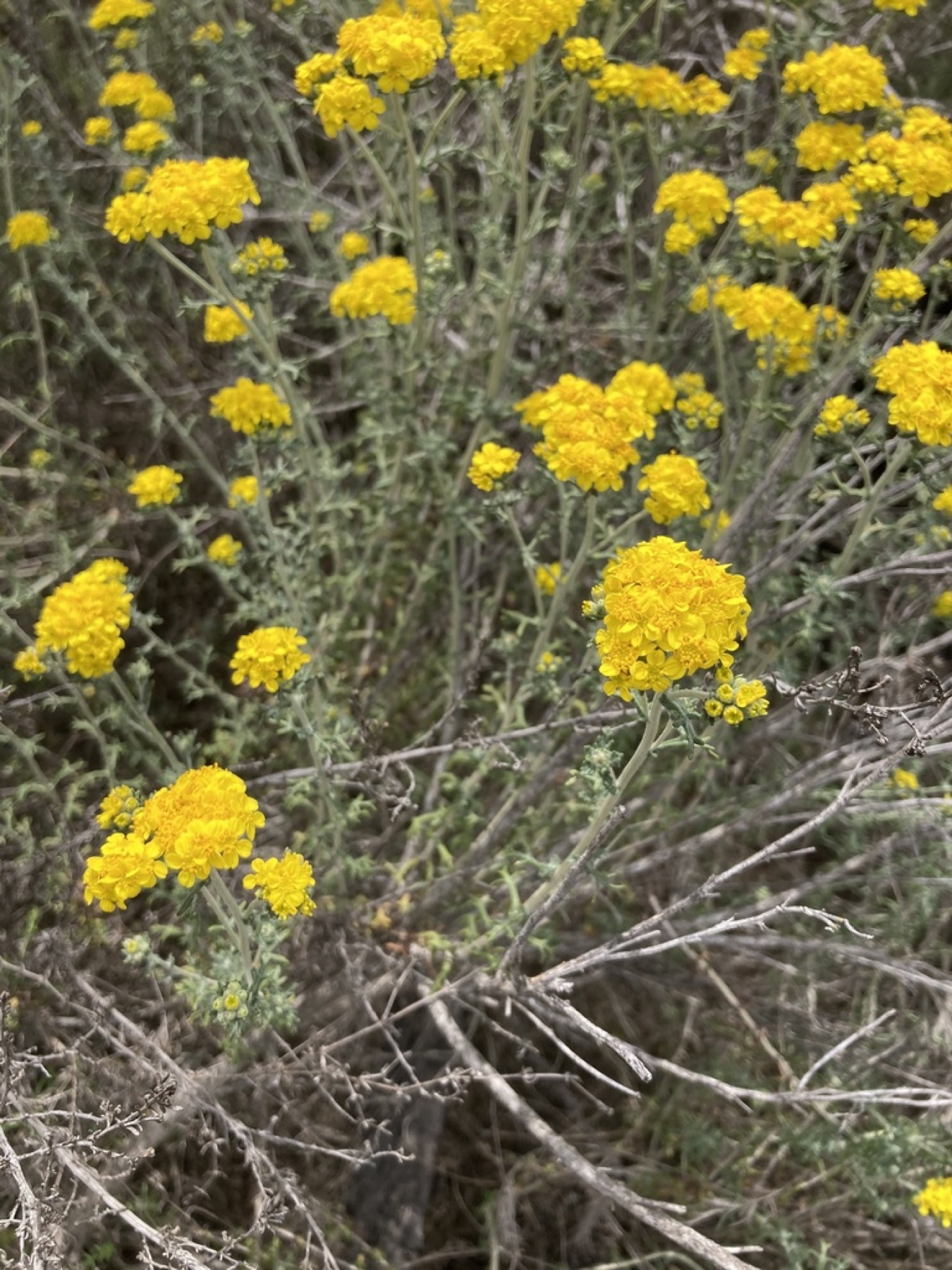 Golden Yarrow — photo 2