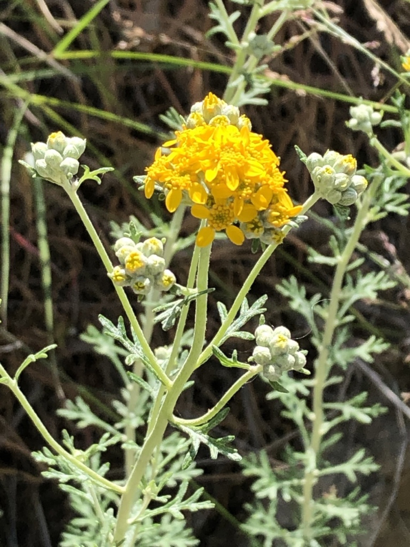 Golden Yarrow — photo 3