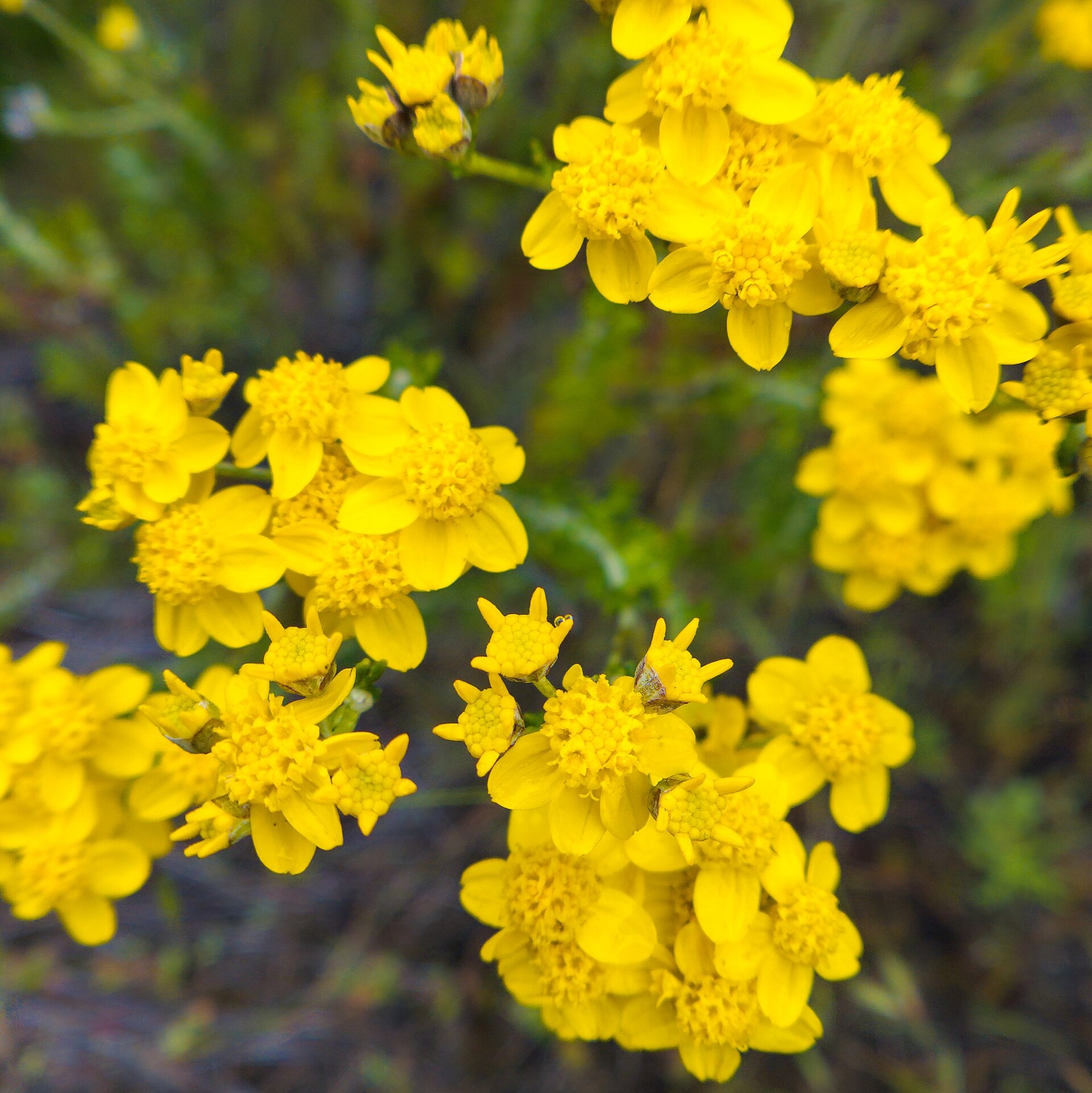 Golden Yarrow — photo 4