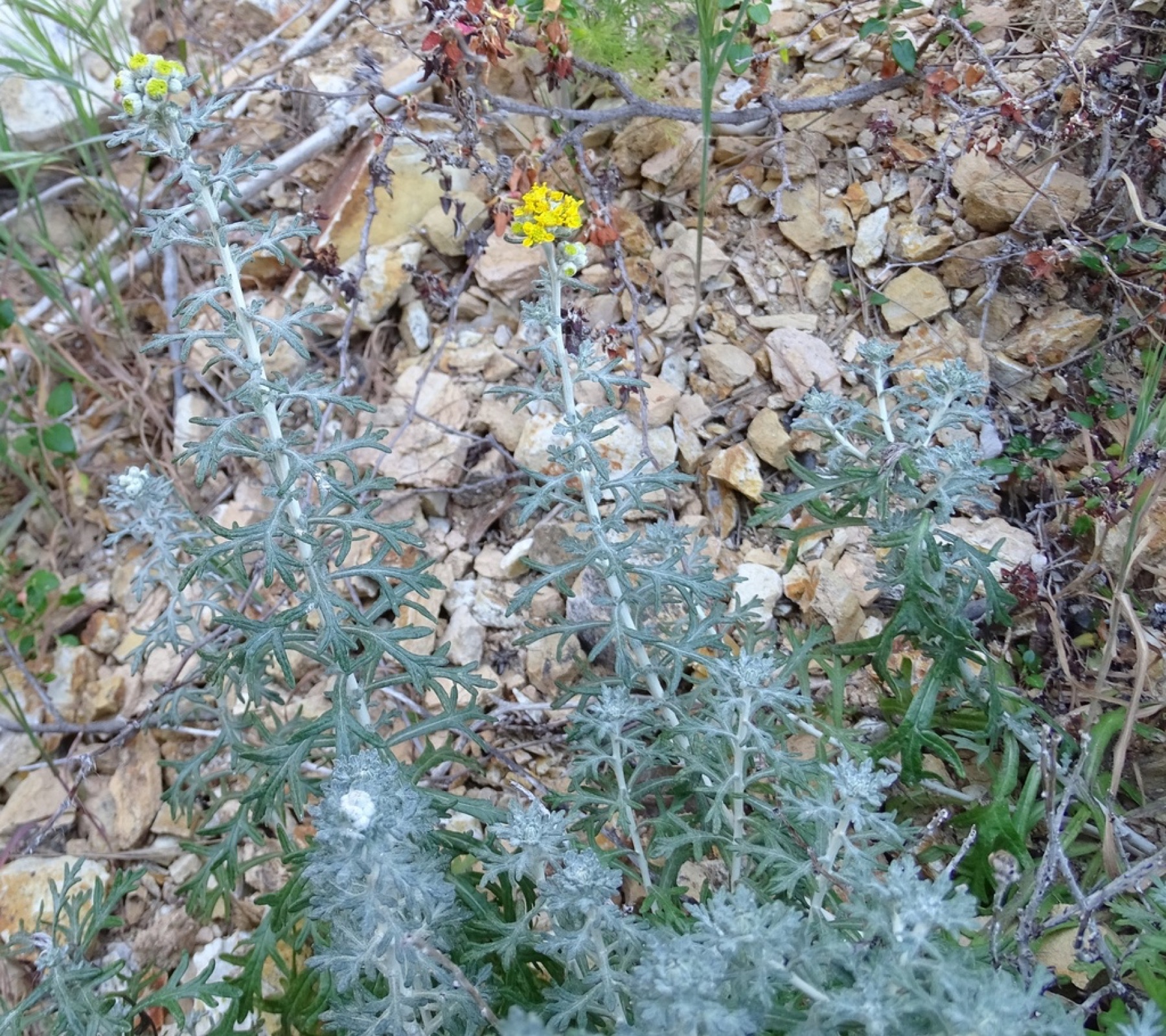 Golden Yarrow — photo 5
