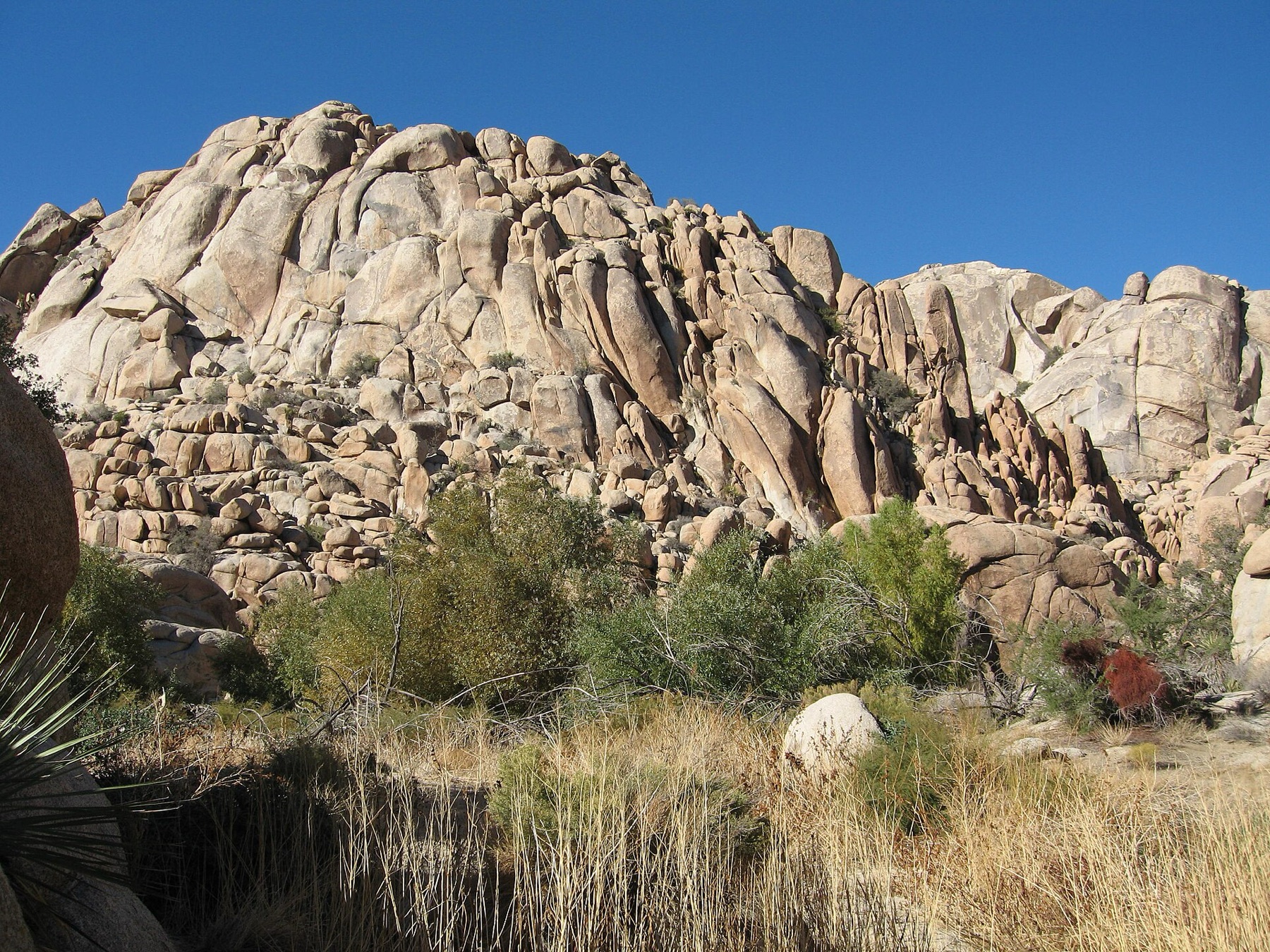 Goodding's Willow — photo 6