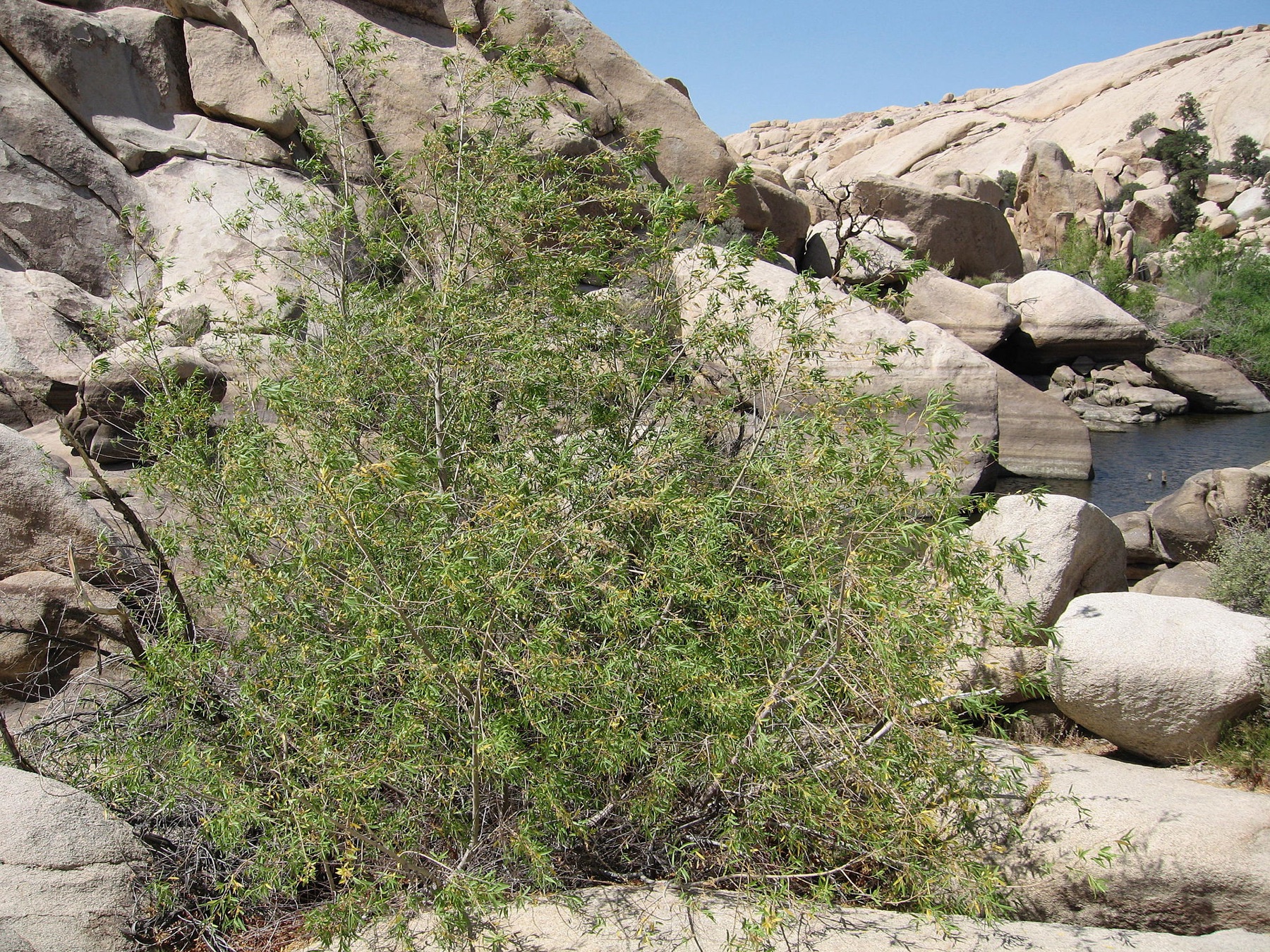 Goodding's Willow — photo 7