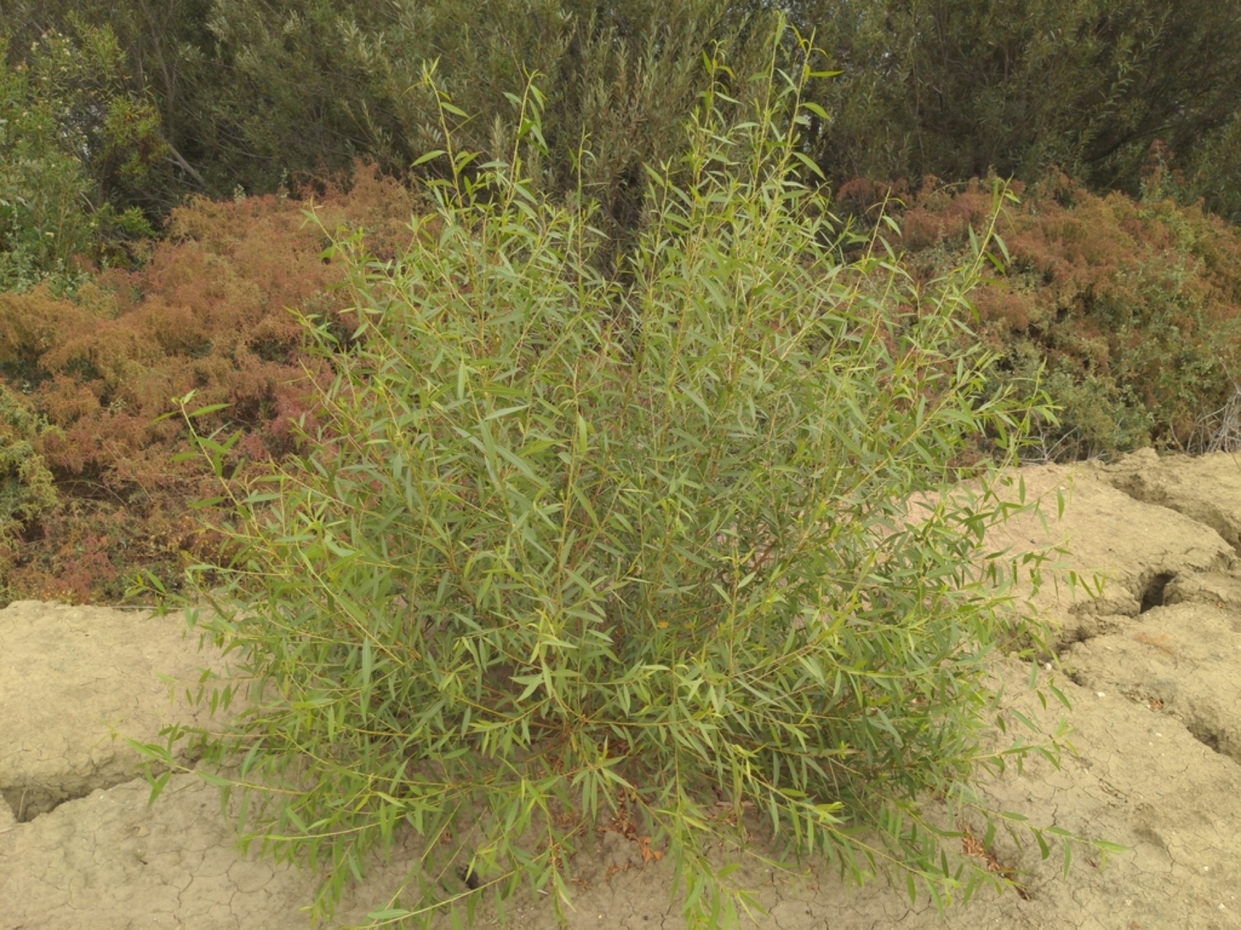 Goodding's Willow — photo 8