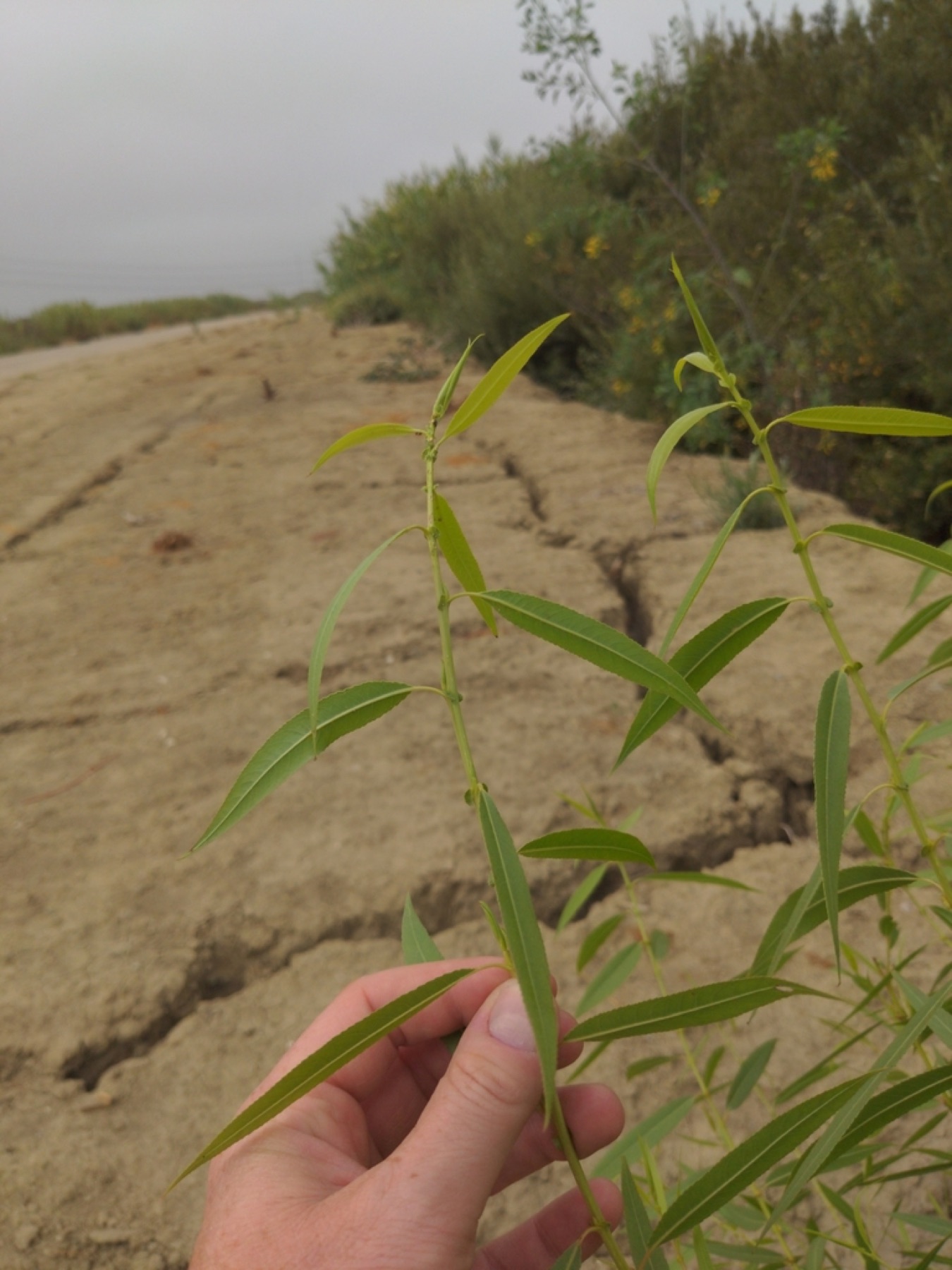 Goodding's Willow — photo 9