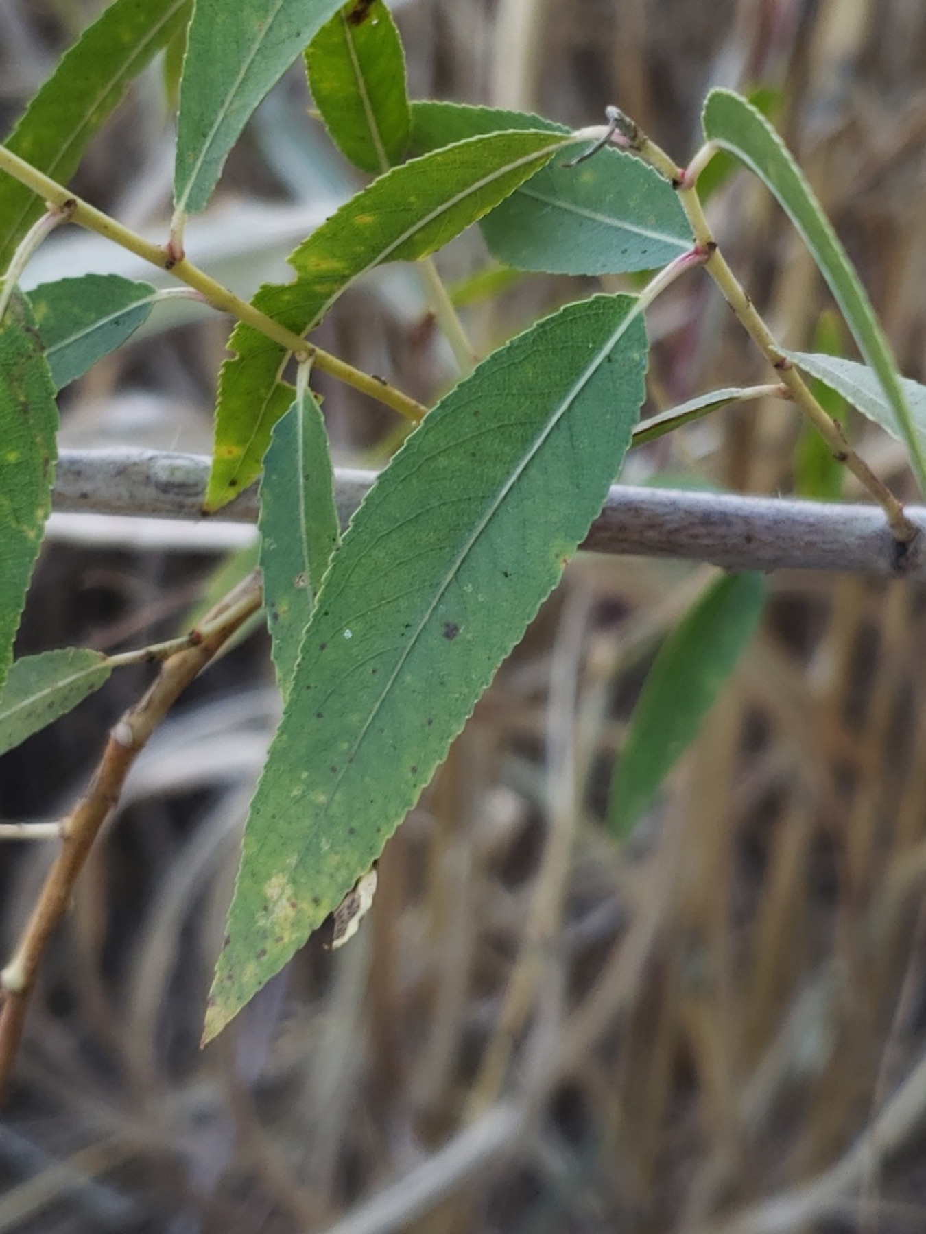 Goodding's Willow — photo 10