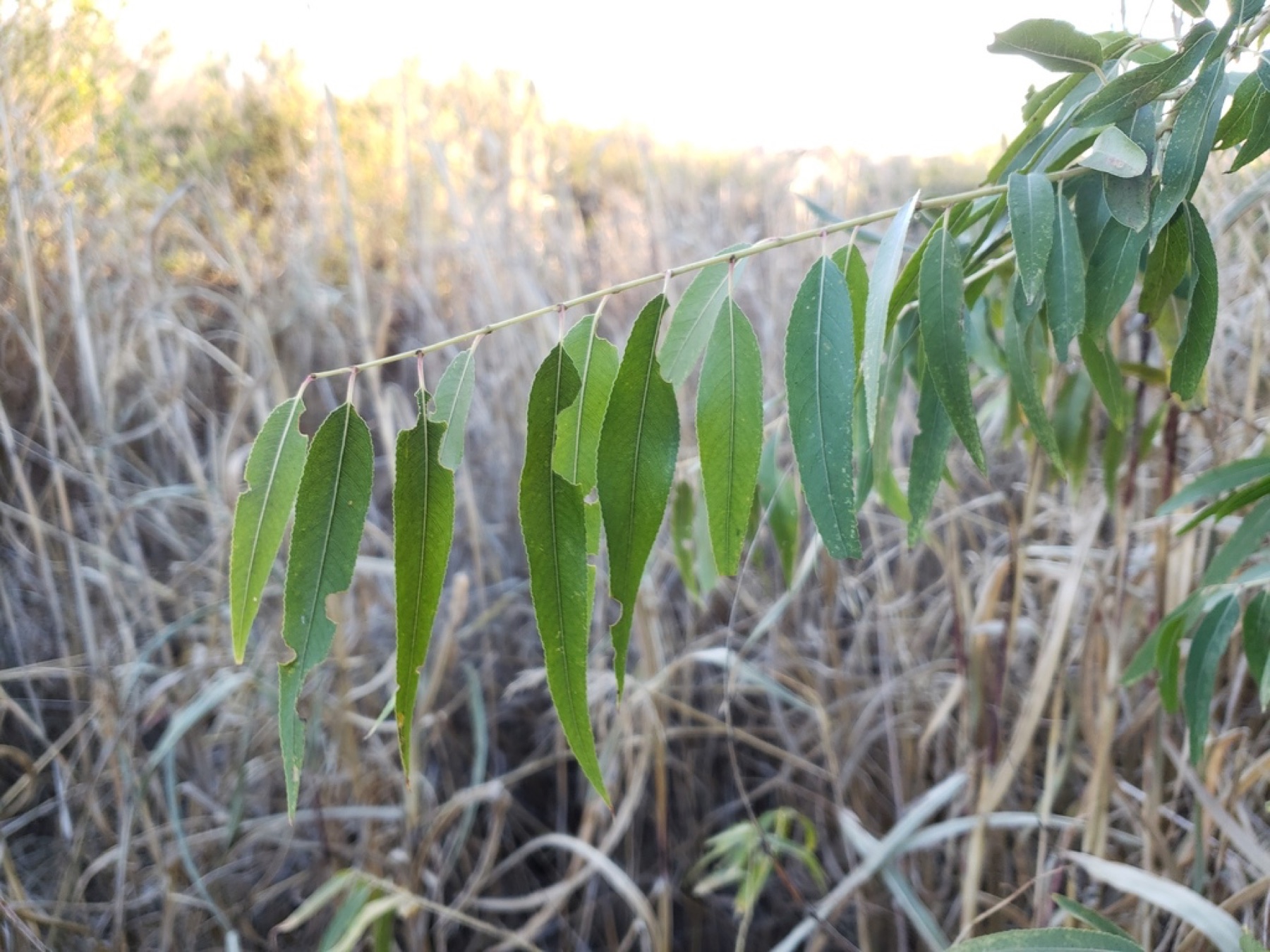 Goodding's Willow — photo 11