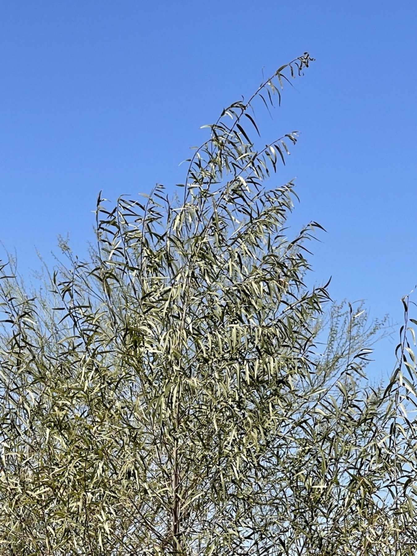 Goodding's Willow — photo 12