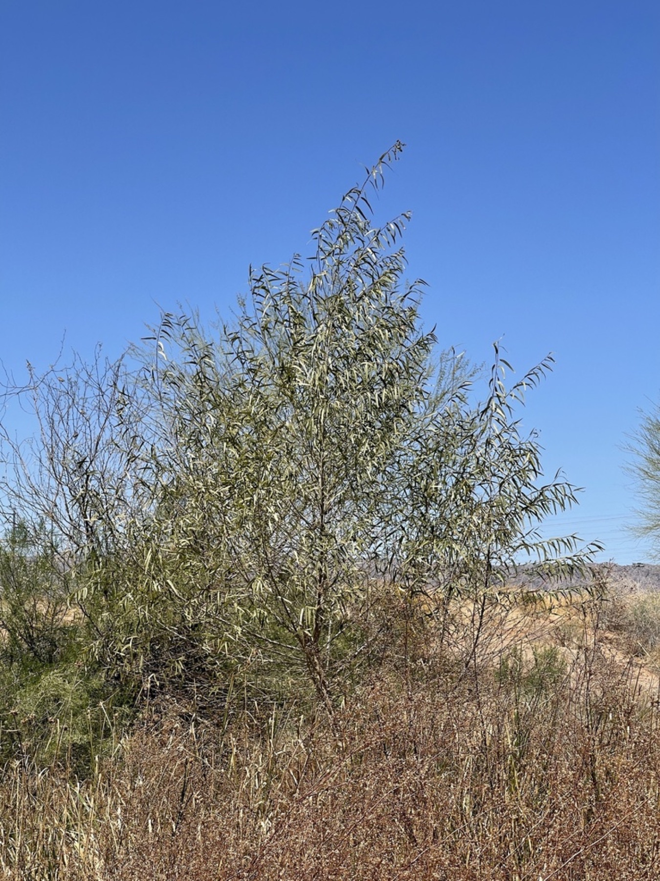 Goodding's Willow — photo 13