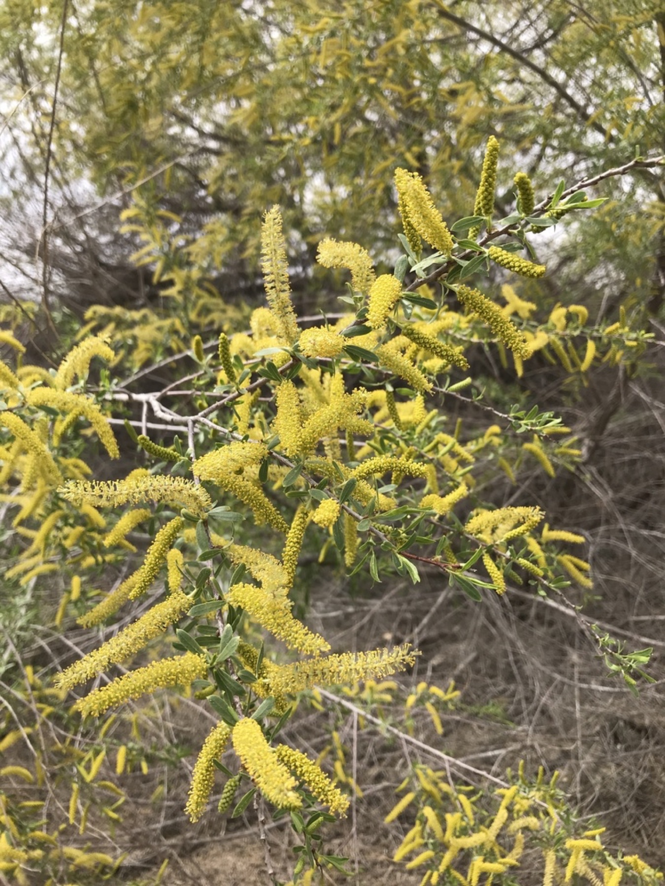 Goodding's Willow — photo 14